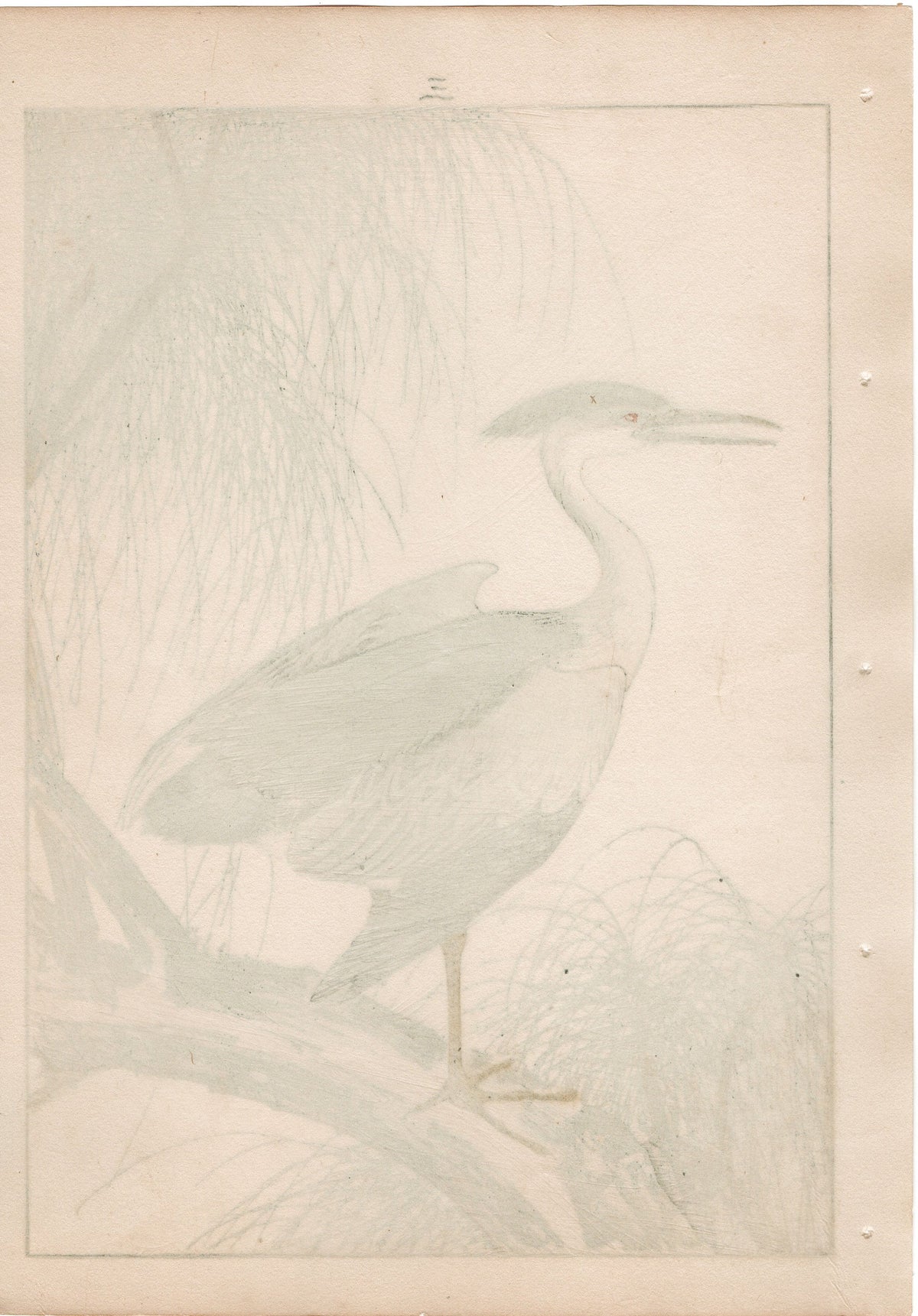 1892, Japanese Antique Original Woodblock Print, Imao Keinen, "Willow, Black-crowned night heron Night heron"