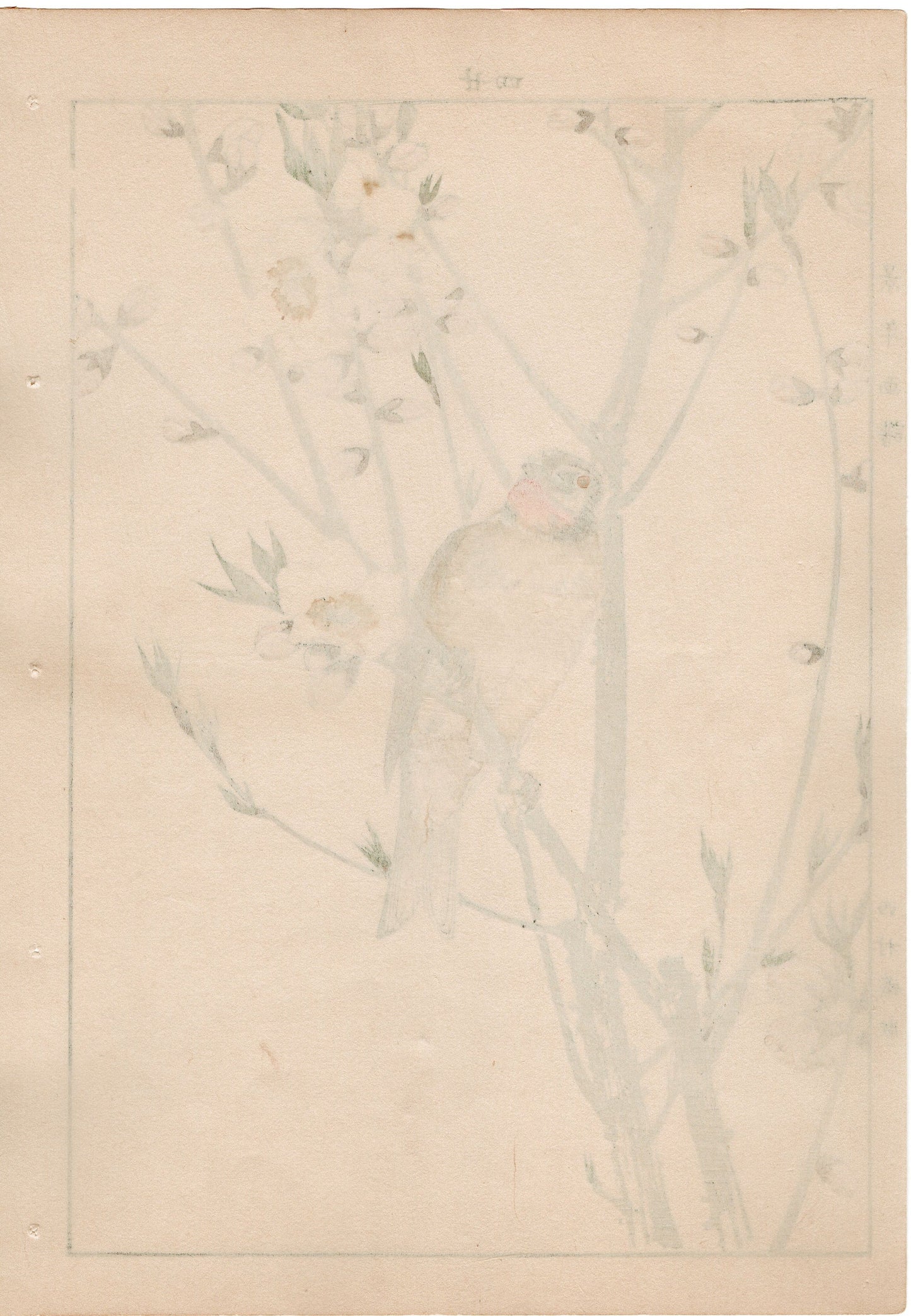 1892, Japanese Antique Original Woodblock Print, Imao Keinen, " Peach blossom (Momonohana), Siberian Rubythroat (Nogoma) "