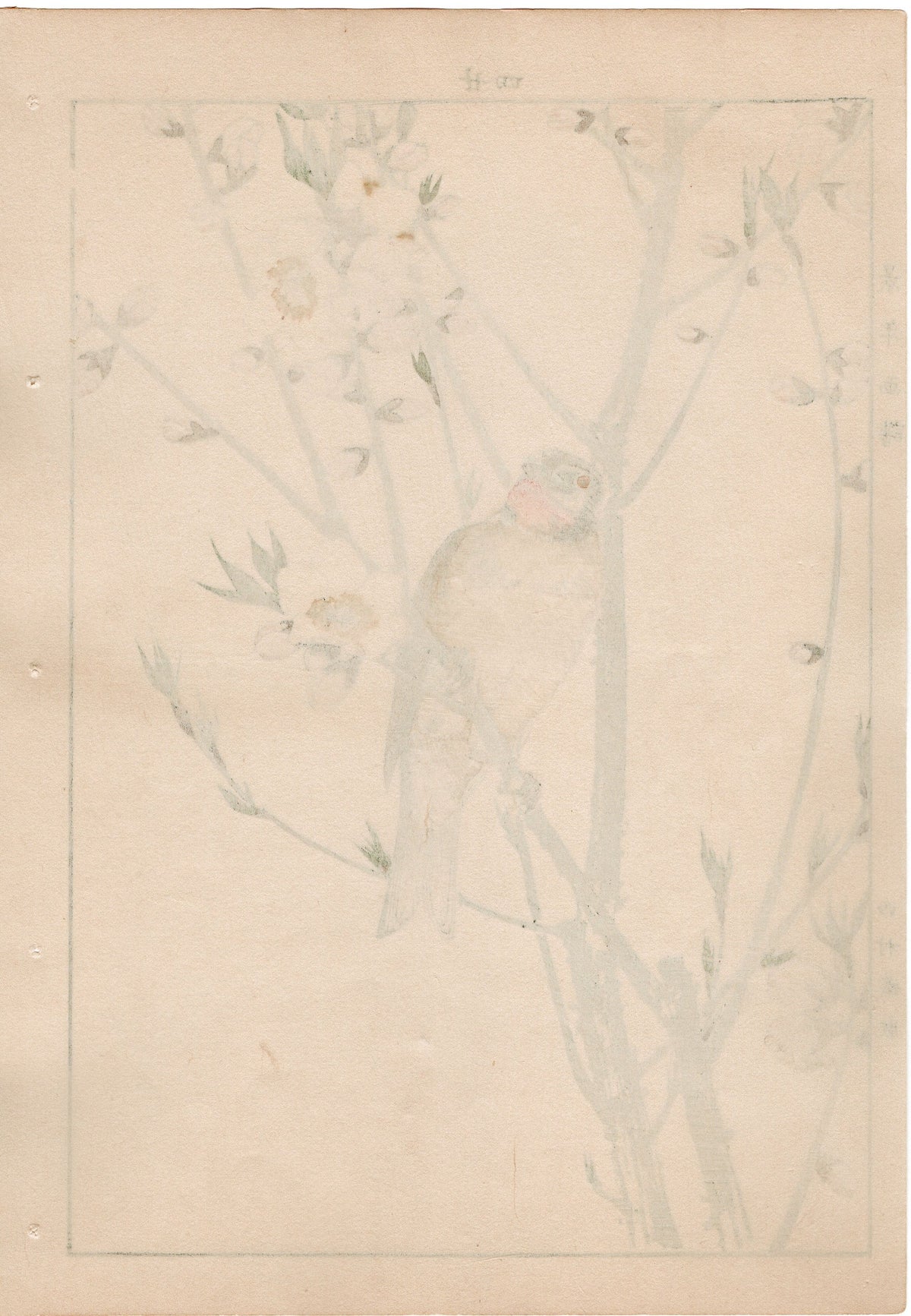 1892, Japanese Antique Original Woodblock Print, Imao Keinen, " Peach blossom (Momonohana), Siberian Rubythroat (Nogoma) "