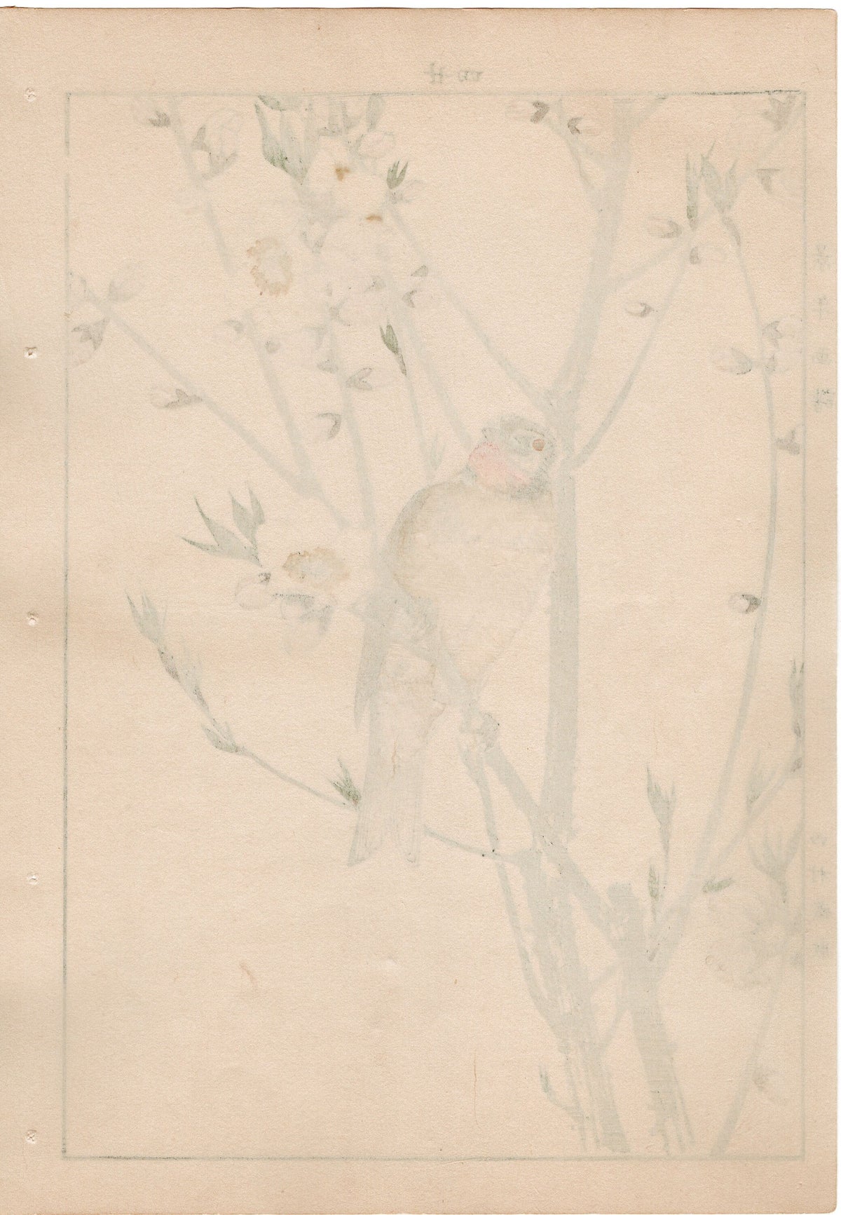 1892, Japanese Antique Original Woodblock Print, Imao Keinen, " Peach blossom (Momonohana), Siberian Rubythroat (Nogoma) "