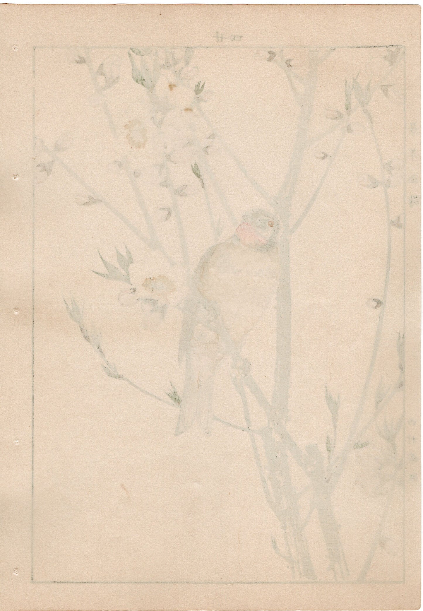1892, Japanese Antique Original Woodblock Print, Imao Keinen, " Peach blossom (Momonohana), Siberian Rubythroat (Nogoma) "
