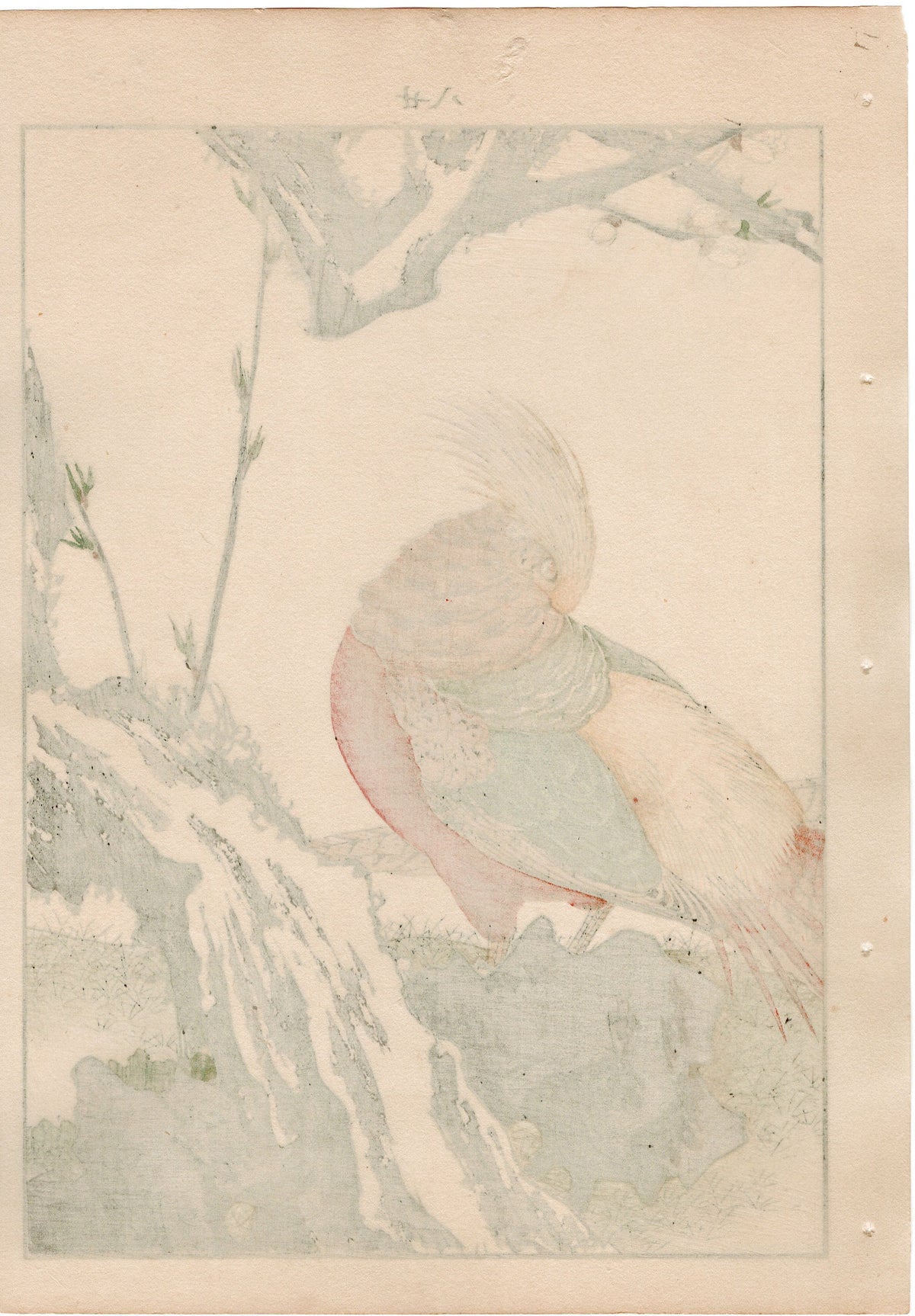 Japanese Antique Original Woodcut Print, 1892, Imao Keinen, " Yaemomo, Golden Pheasant (Kinkei) "