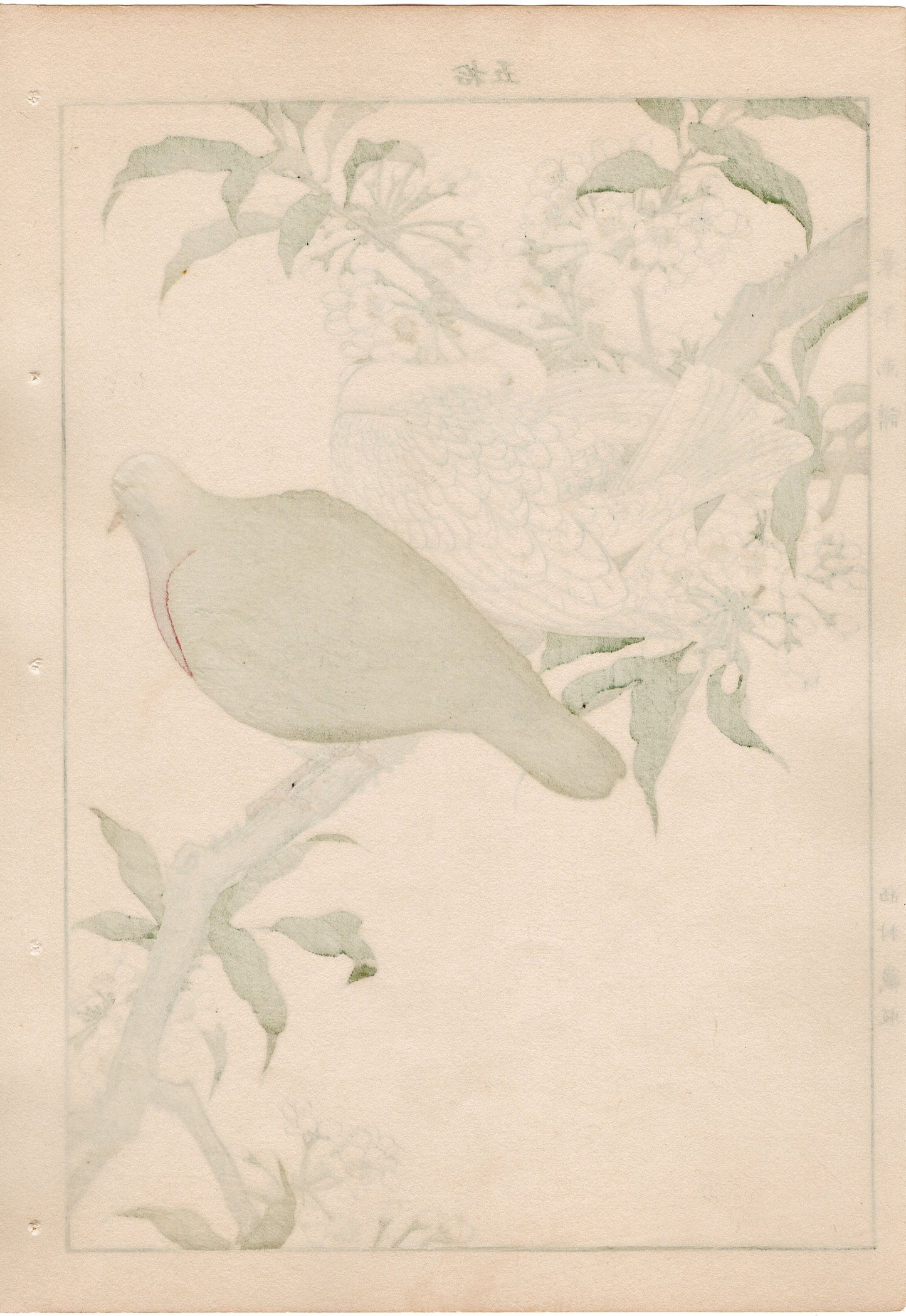 1892, Japanese Antique Original Woodblock Print, 1892, Imao Keinen, " Almond (Hatankyo), Pigeons (Nishikibato) "