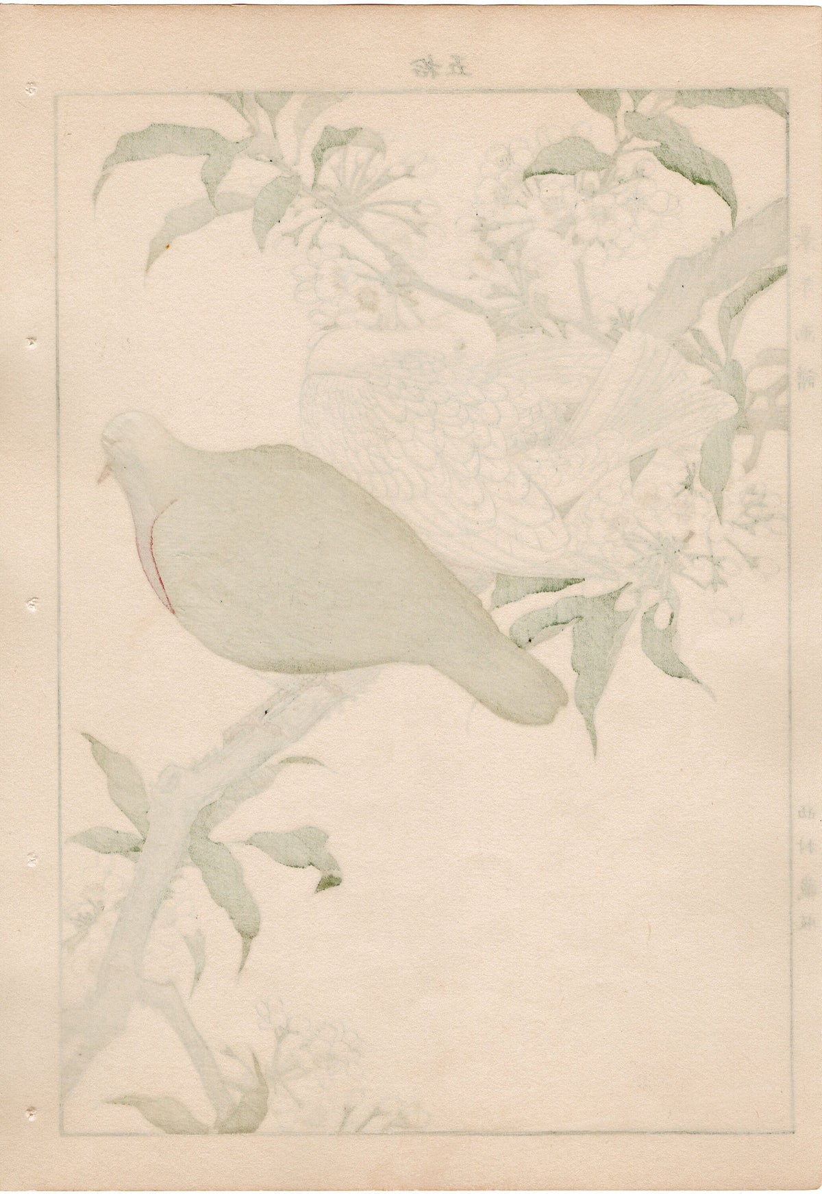 1892, Japanese Antique Original Woodblock Print, 1892, Imao Keinen, " Almond (Hatankyo), Pigeons (Nishikibato) "