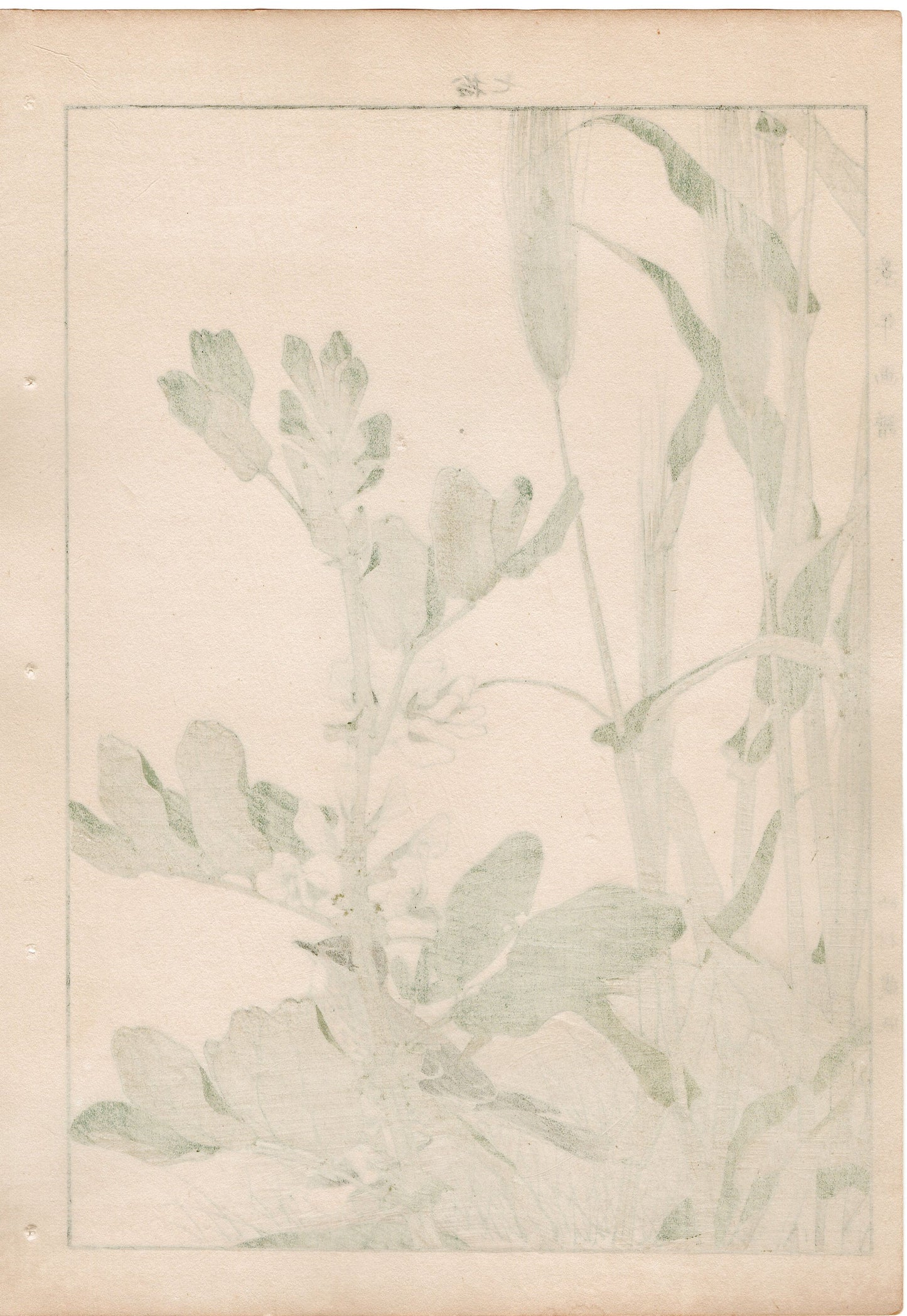 Japanese Antique Original Woodcut Print, 1892, Imao Keinen, " Hordeum vulgare (Ōmugi), Broad bean (Soramame), Lark (Hibari) "
