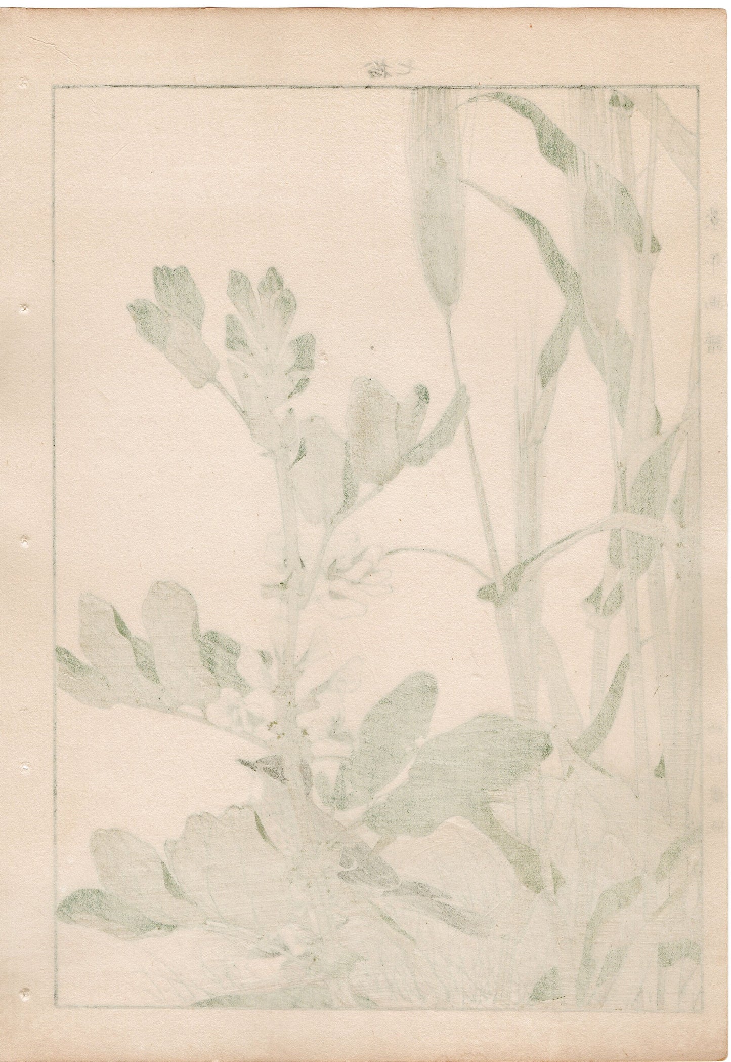 1892, Japanese Antique Original Woodblock Print, Imao Keinen, " Hordeum vulgare (Ōmugi), Broad bean (Soramame), Lark (Hibari) "