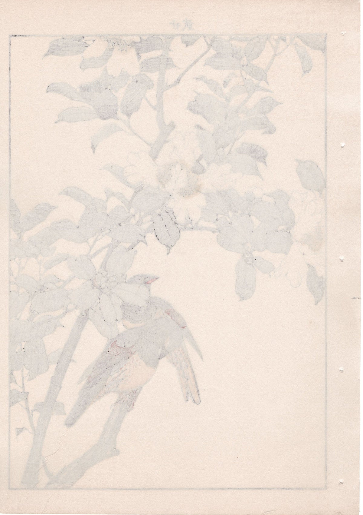 Japanese Antique Original Woodcut Print, 1892, Imao Keinen, "Sasanqua, Bunkicho"