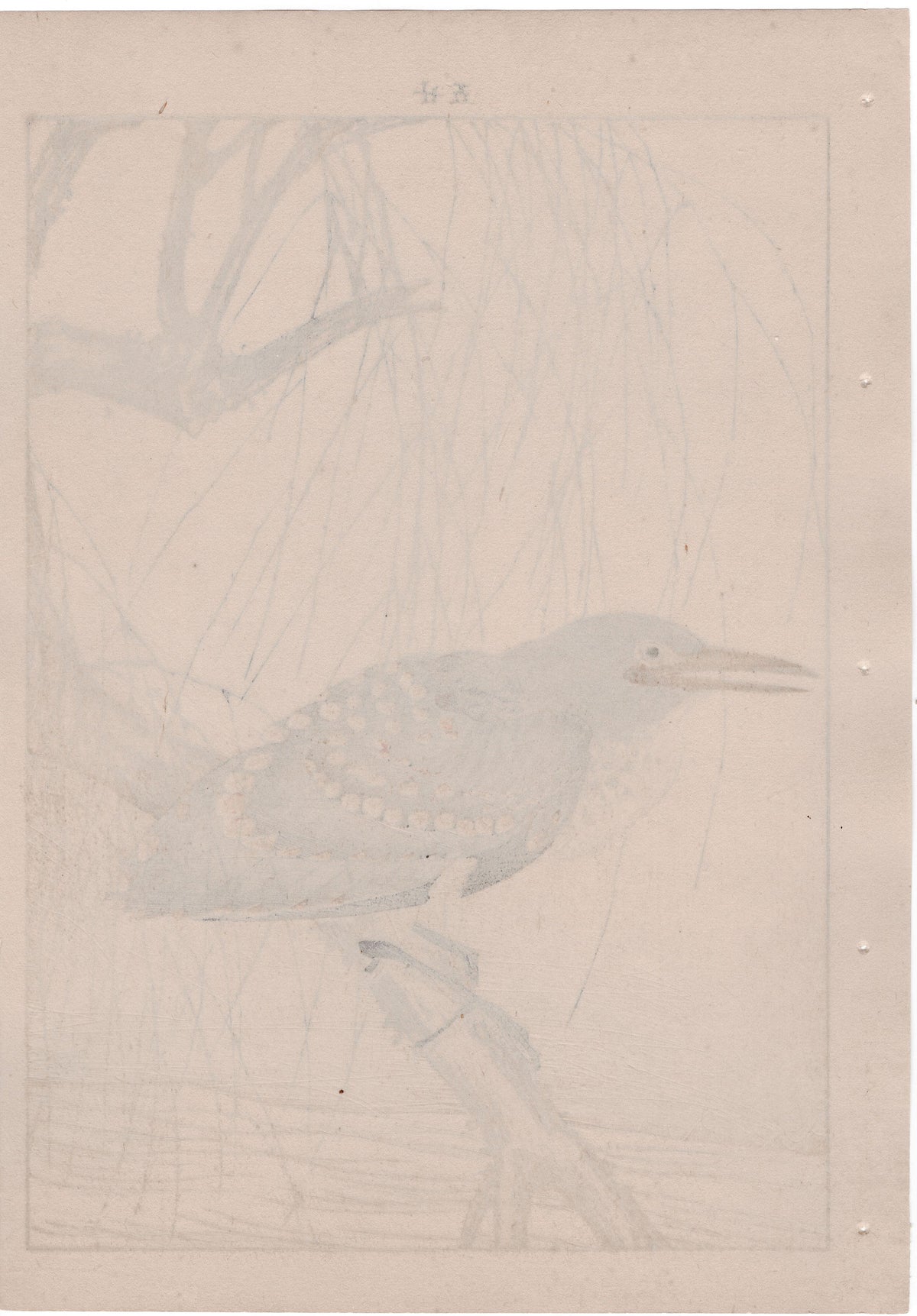 Japanese Antique Original Woodcut Print, 1892, Imao Keinen, "Withy, Black-crowned night heron"