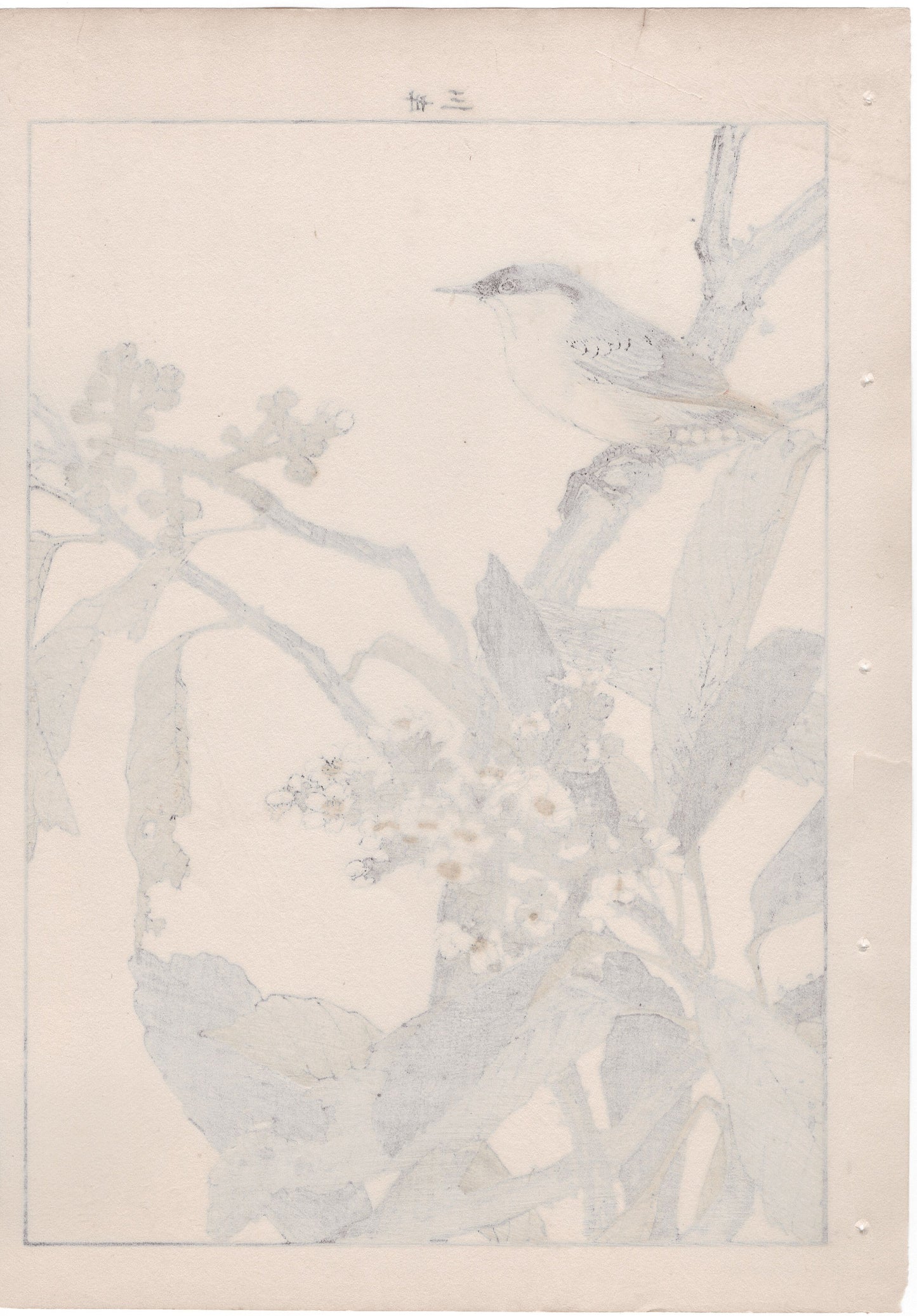 Japanese Antique Original Woodcut Print, 1892, Imao Keinen, "Loquat flower, Parus"