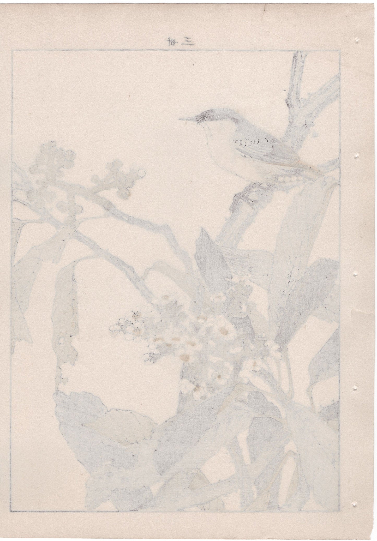 Japanese Antique Original Woodcut Print, 1892, Imao Keinen, "Loquat flower, Parus"