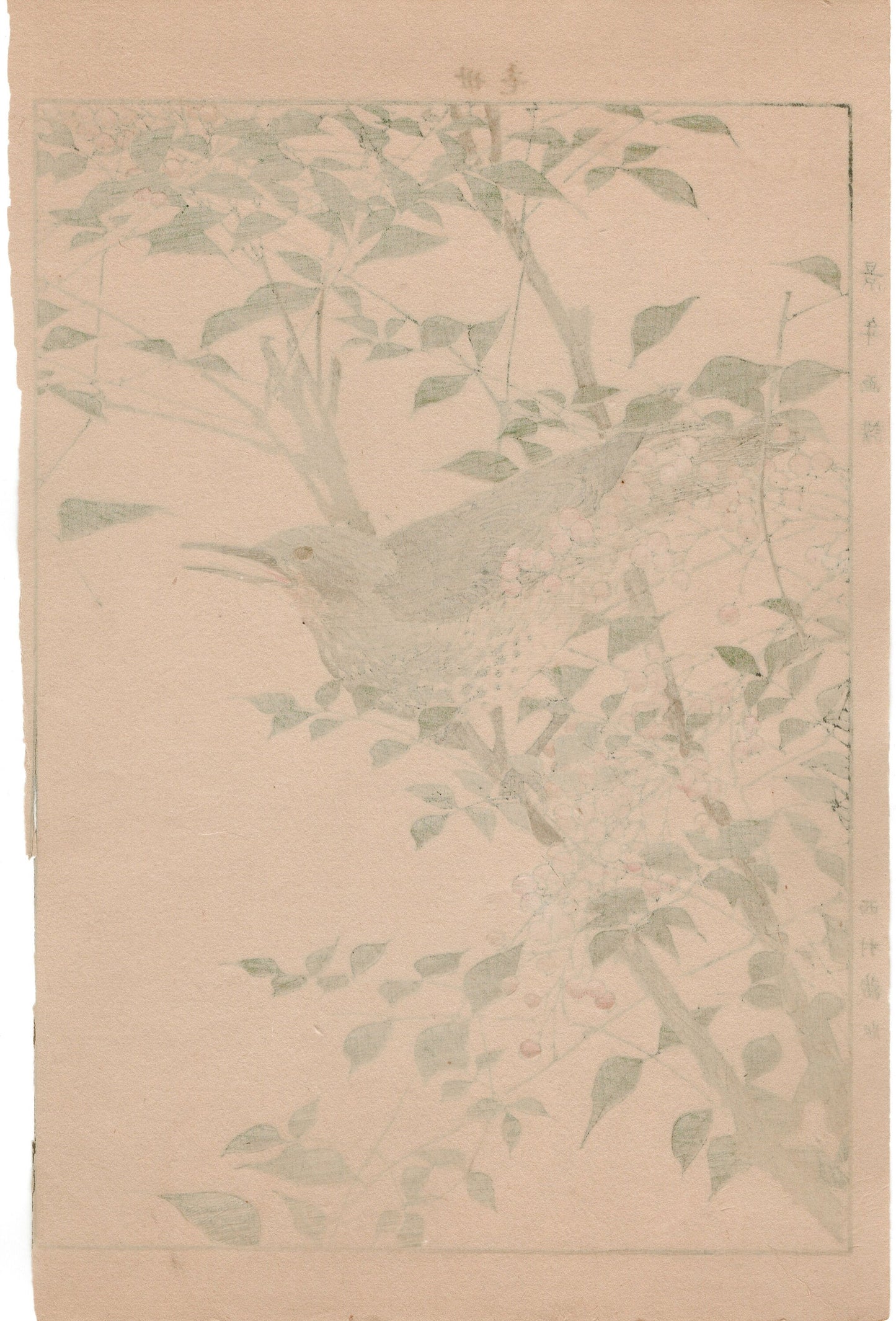 Japanese Antique Original Woodcut Print, 1892, Imao Keinen, "Heavenly bamboo, Bulbul"
