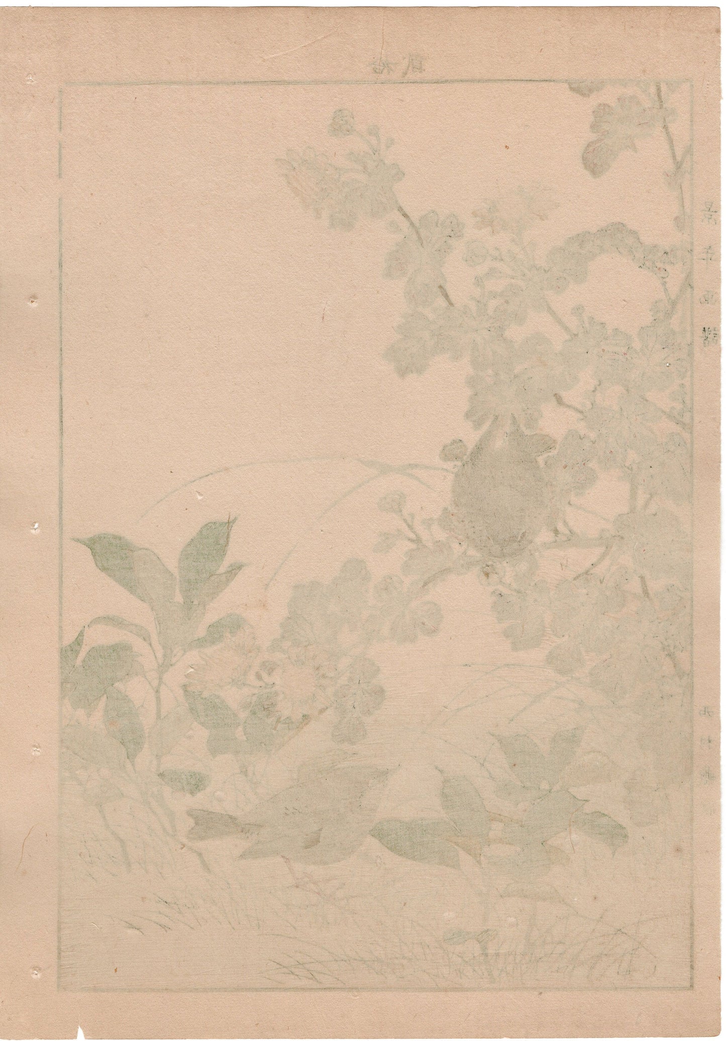 1892, Japanese Antique Original Woodblock Print, Imao Keinen, "Winter chrysanthemum, Ardisia japonica, Eurasian wren"