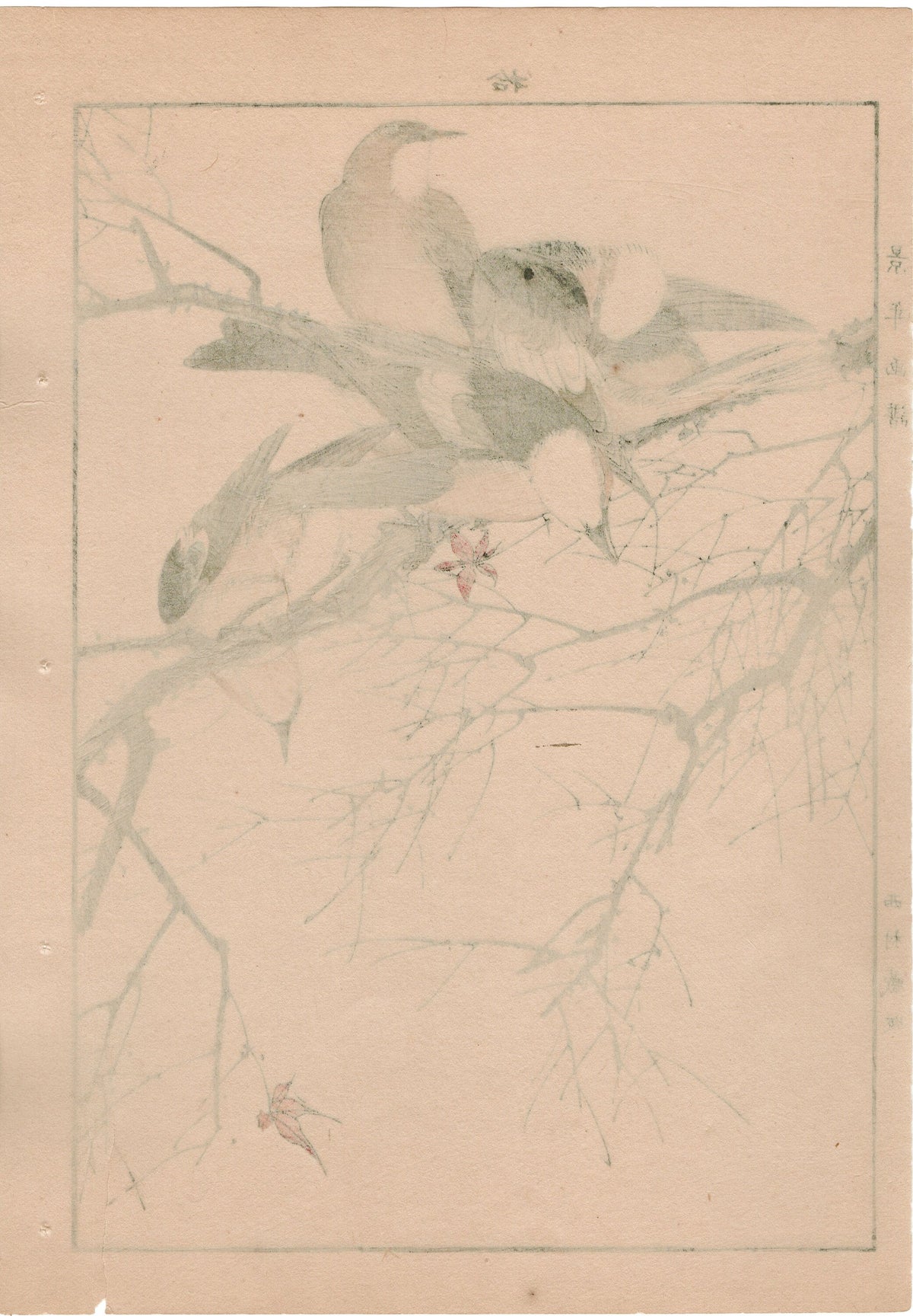 Japanese Antique Original Woodcut Print, 1892, Imao Keinen, "Maple, Chestnut-cheeked starling"