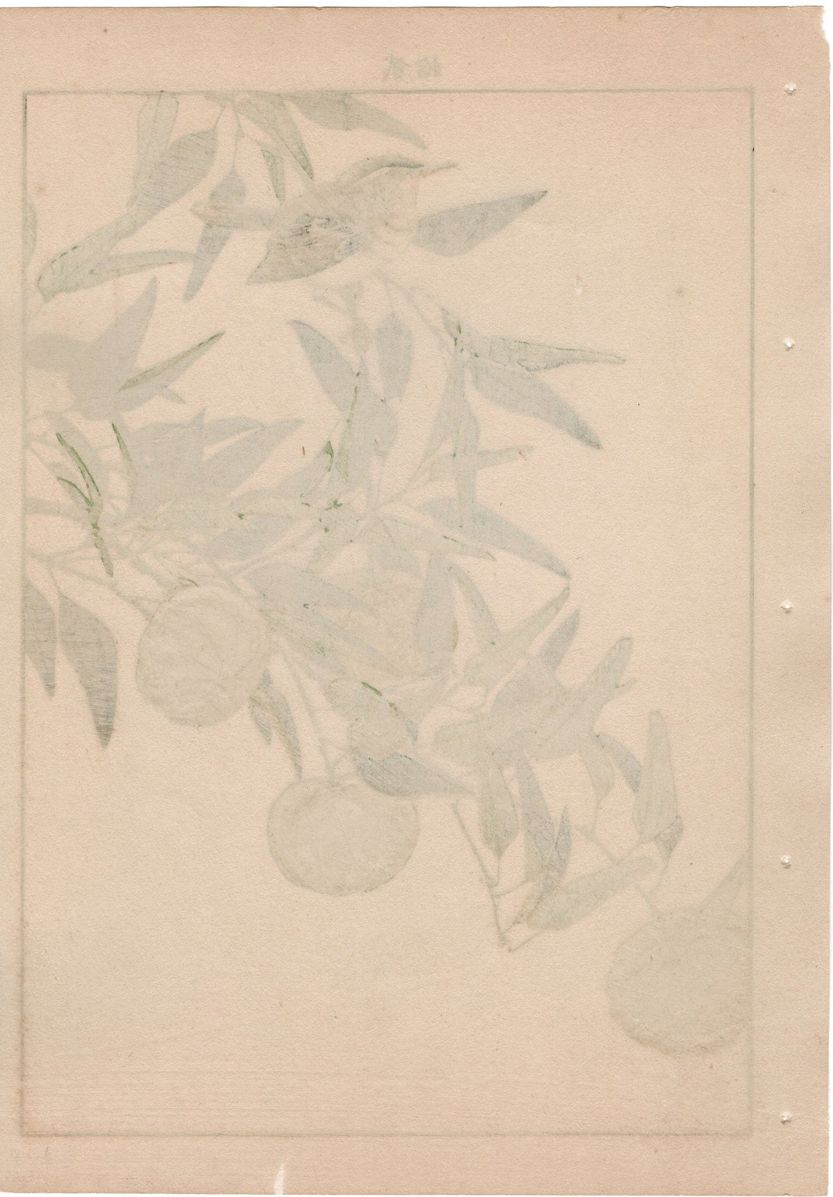 1892, Japanese Antique Original Woodblock Print, Imao Keinen, "Kouji, Zitting cisticola"