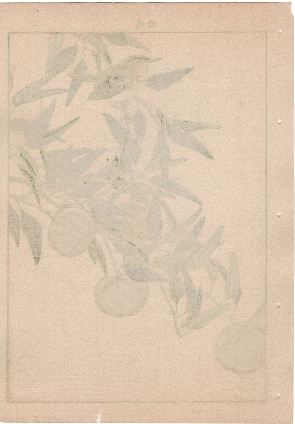 1892, Japanese Antique Original Woodblock Print, Imao Keinen, "Kouji, Zitting cisticola"