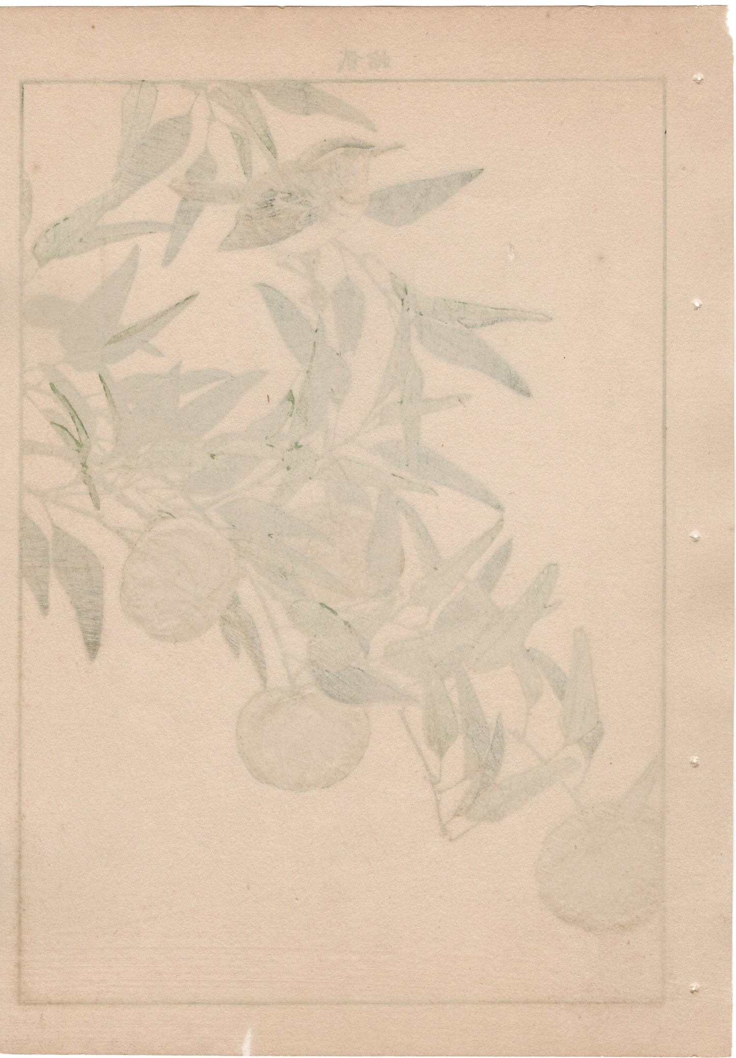 Japanese Antique Original Woodcut Print, 1892, Imao Keinen, "Kouji, Zitting cisticola"