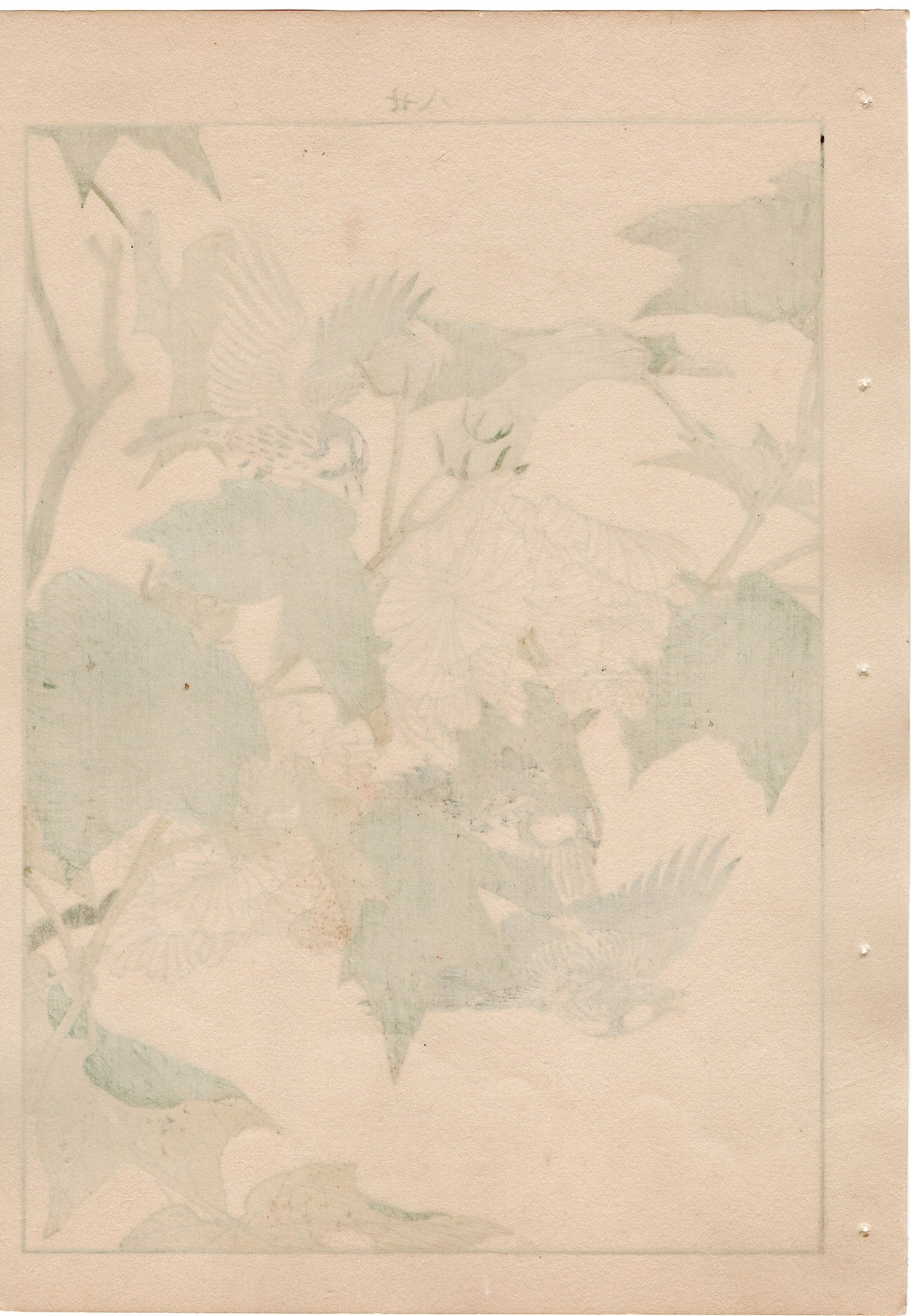 1892, Japanese Antique Original Woodblock Print, Imao Keinen, "Cotton rosemallow, Common redpoll"