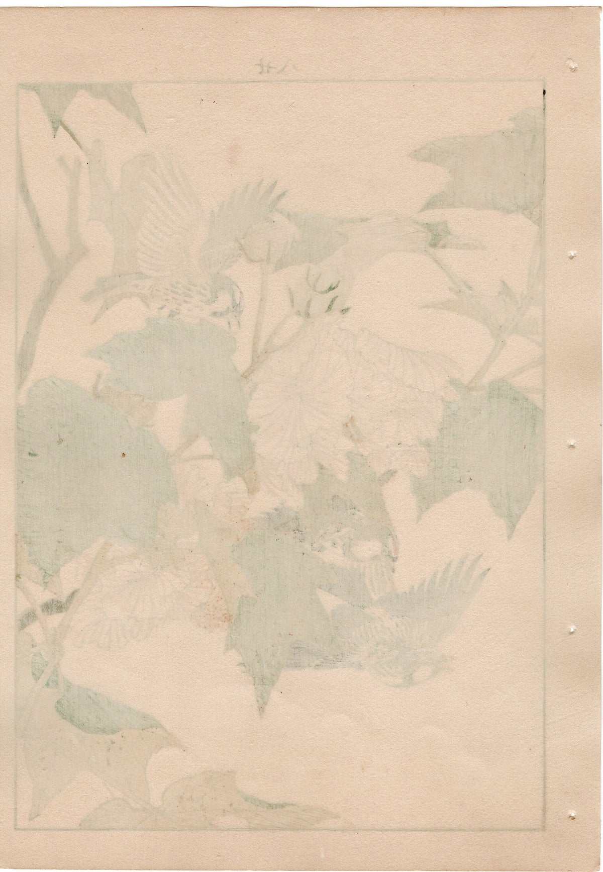 1892, Japanese Antique Original Woodblock Print, Imao Keinen, "Cotton rosemallow, Common redpoll"