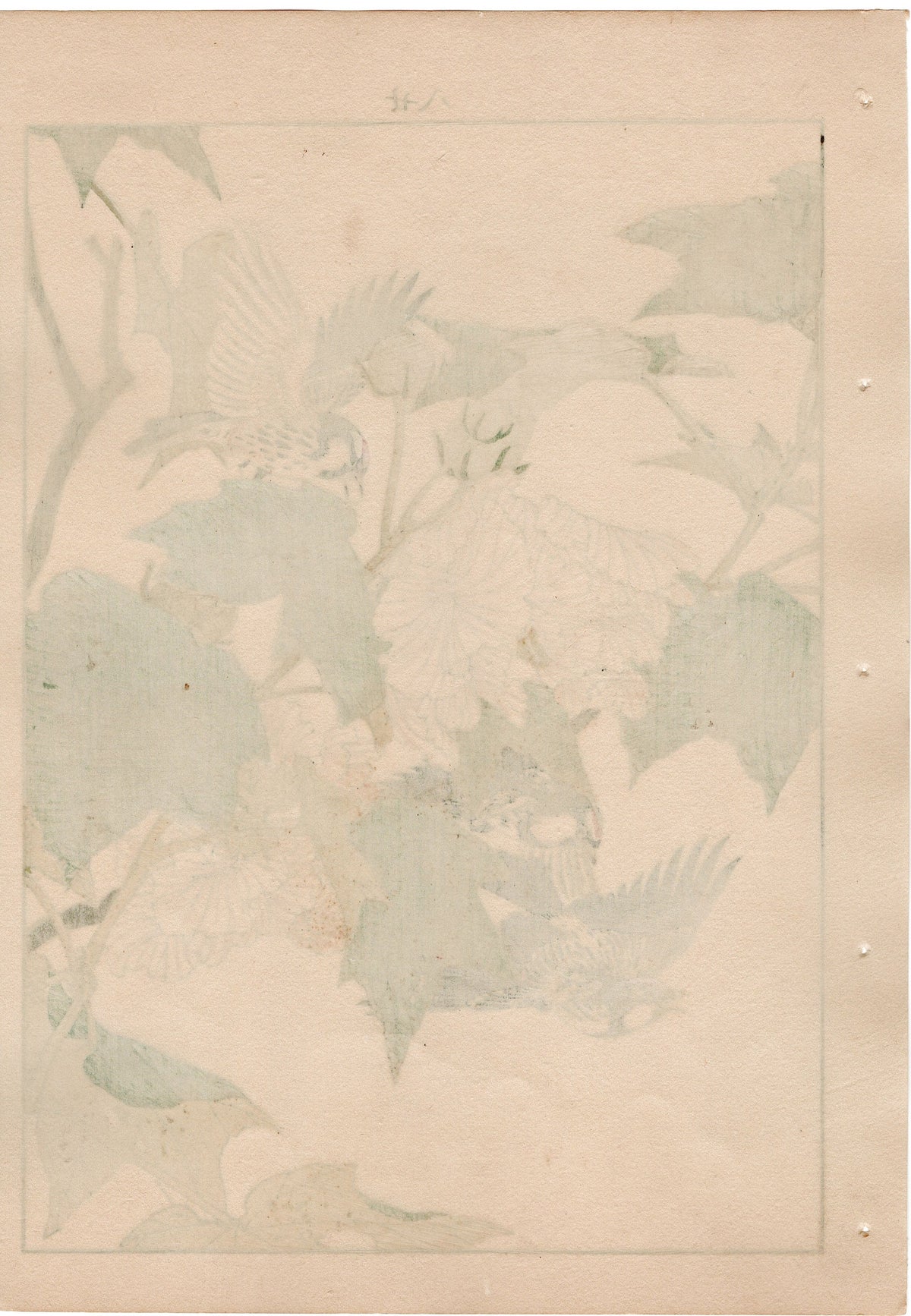 1892, Japanese Antique Original Woodblock Print, Imao Keinen, "Cotton rosemallow, Common redpoll"