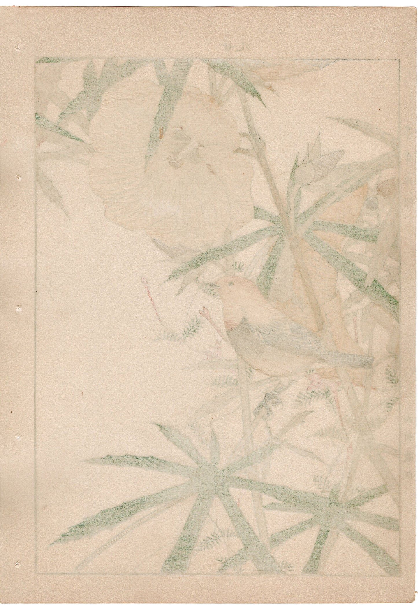 1892, Japanese Antique Original Woodblock Print, Imao Keinen, "Aibika, Cypress Vine, Japanese robin"