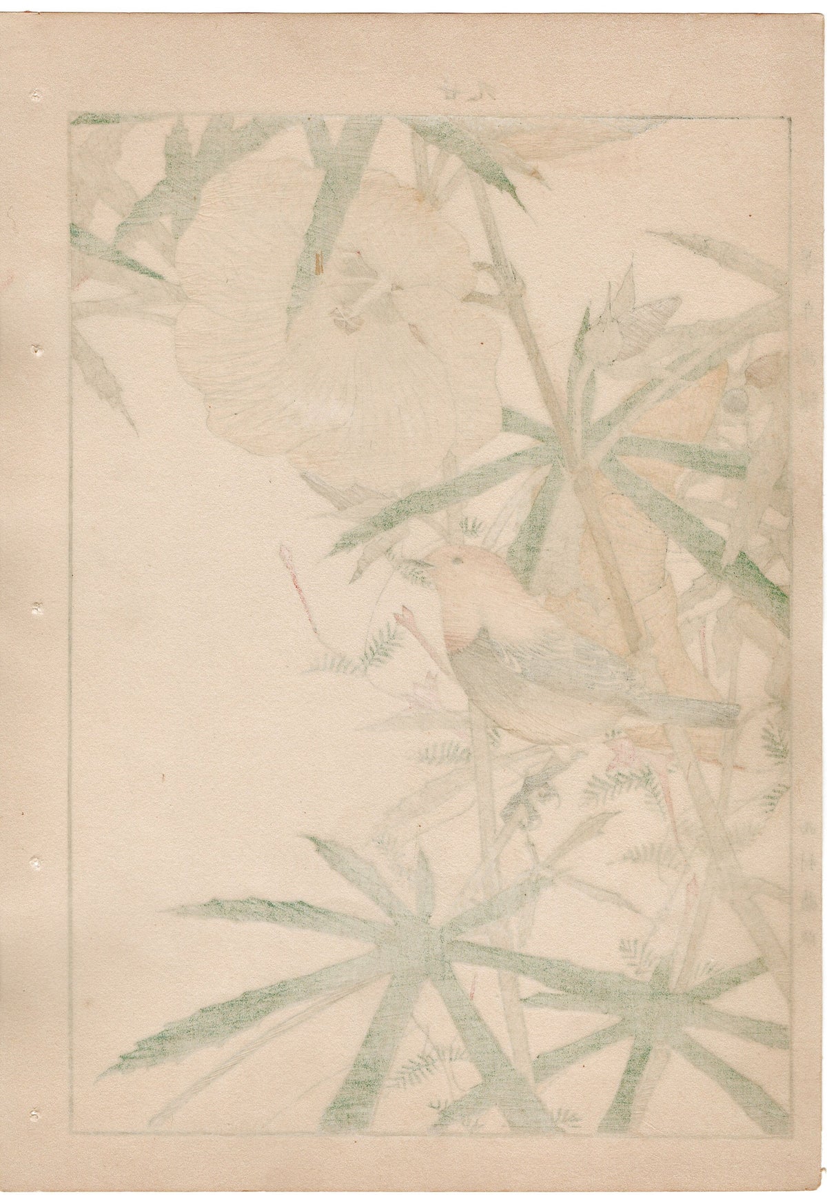 1892, Japanese Antique Original Woodblock Print, Imao Keinen, "Aibika, Cypress Vine, Japanese robin"