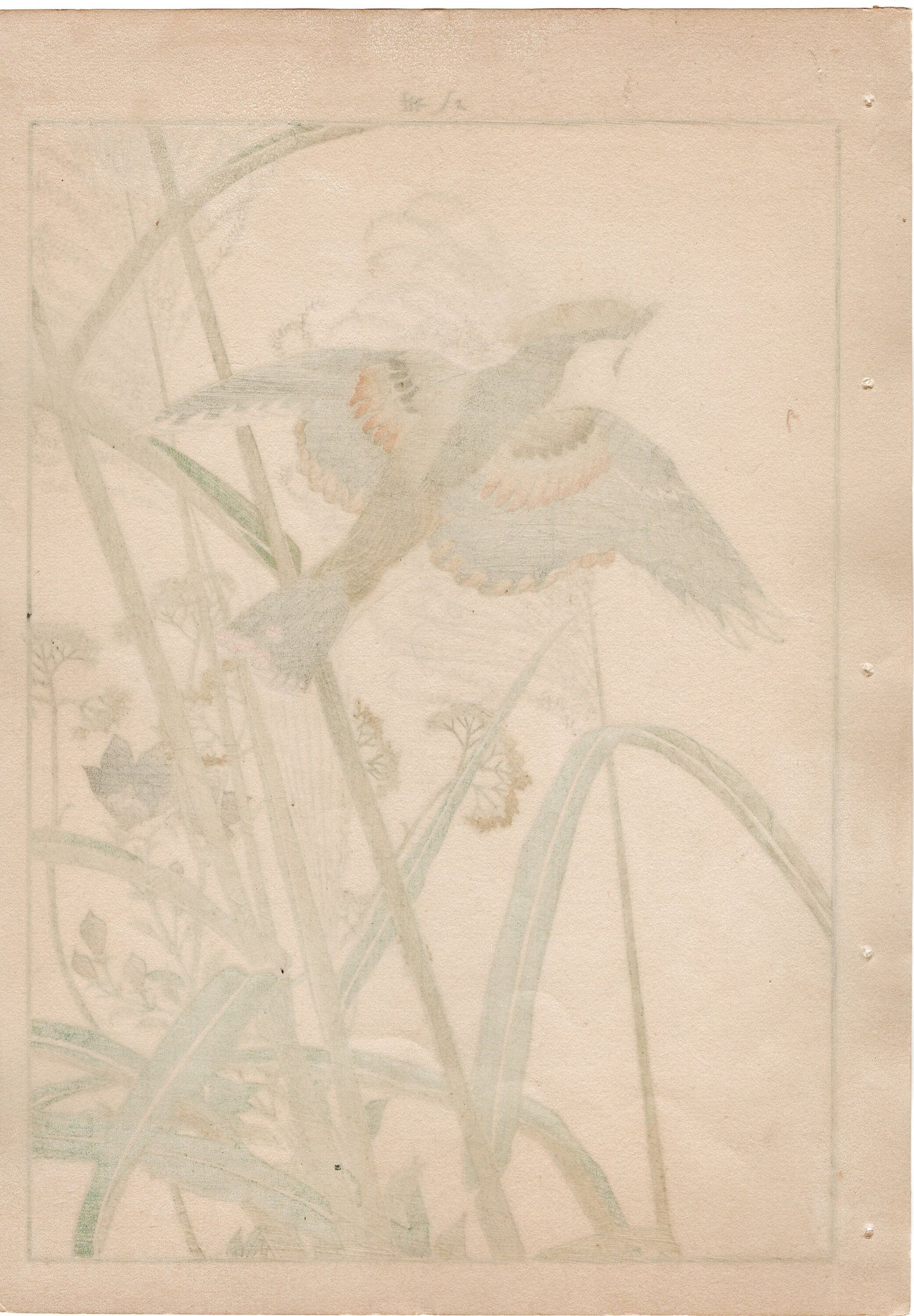 1892, Japanese Antique Original Woodblock Print, Imao Keinen, "Japanese silver grass, Japanese waxwing"