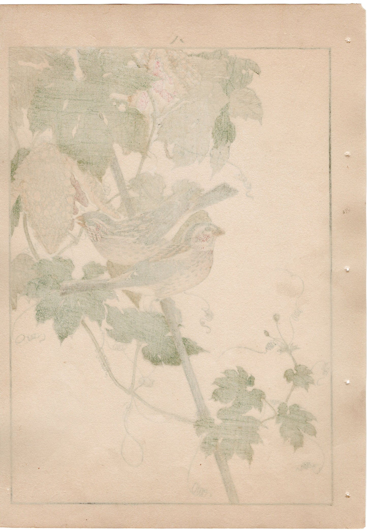 Japanese Antique Original Woodcut Print, 1892, Imao Keinen, "Bitter melon, Long-tailed Rosefinch"