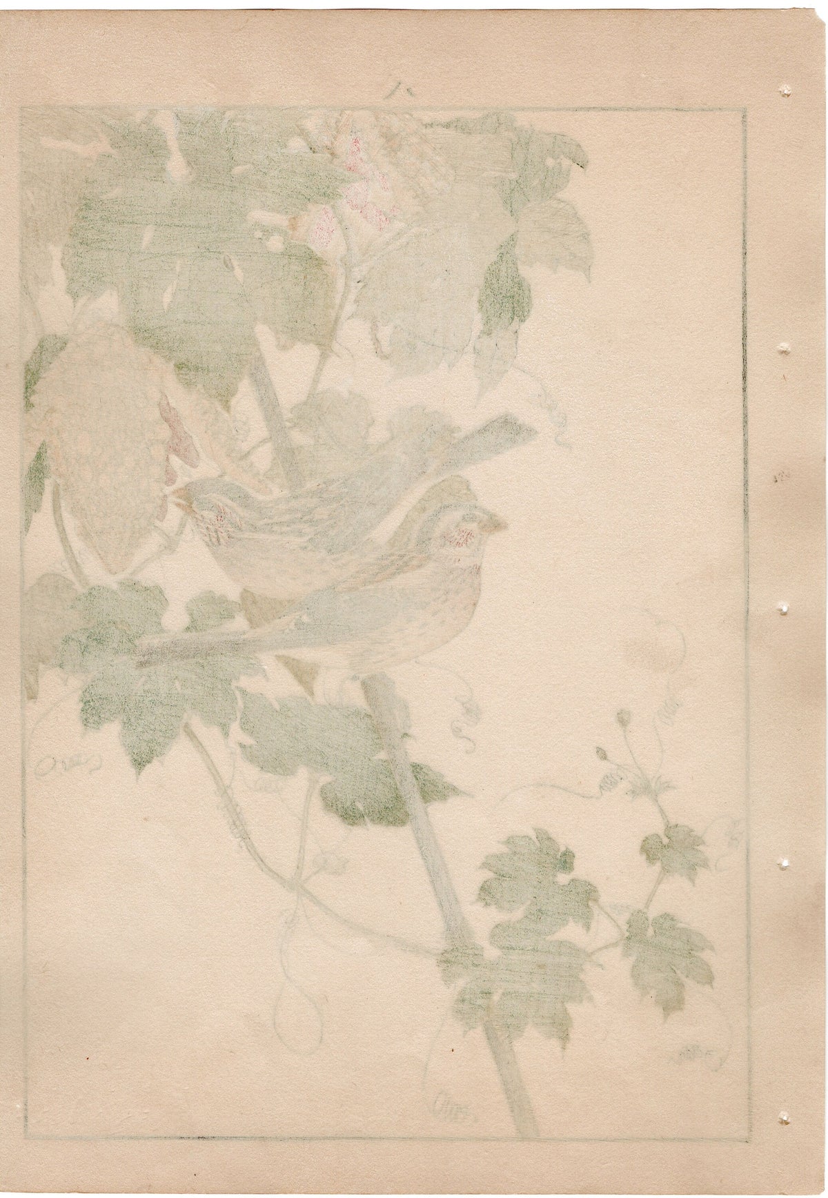 1892, Japanese Antique Original Woodblock Print, Imao Keinen, "Bitter melon, Long-tailed Rosefinch"