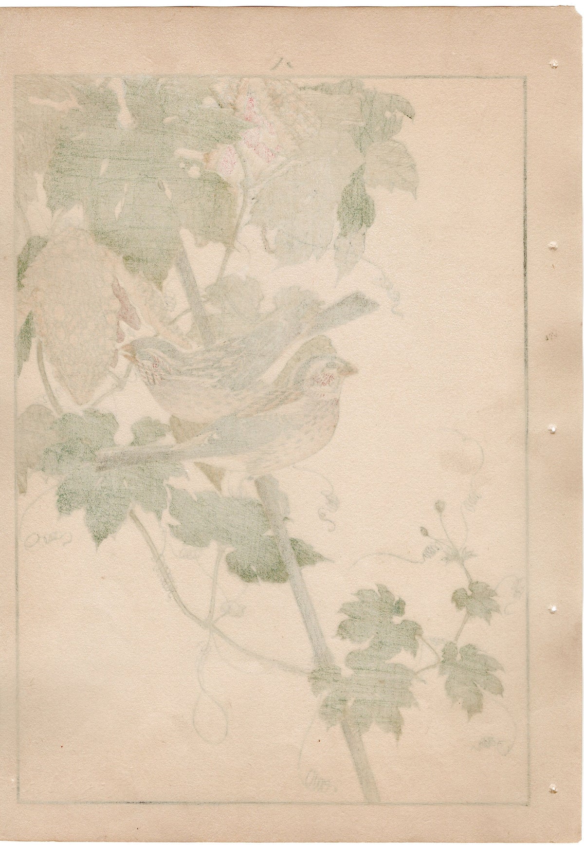 1892, Japanese Antique Original Woodblock Print, Imao Keinen, "Bitter melon, Long-tailed Rosefinch"