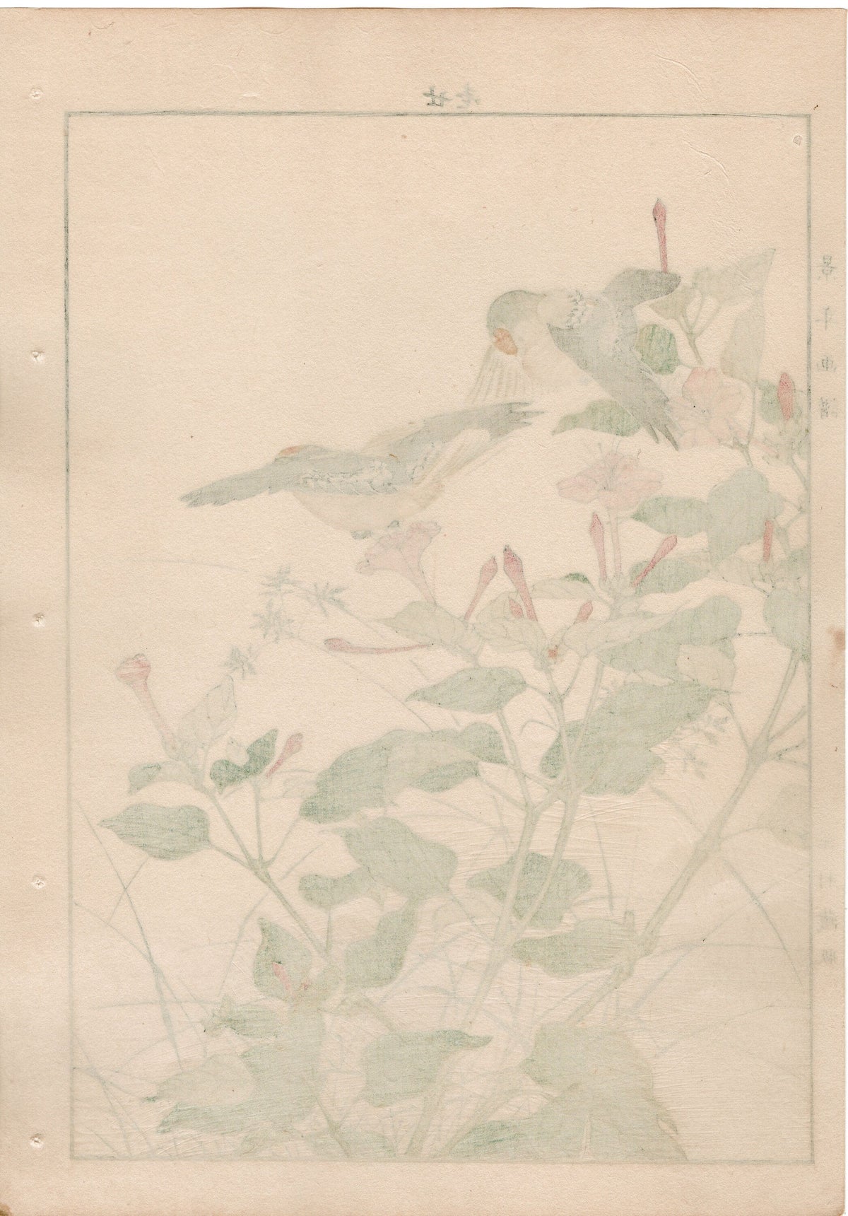 1892, Japanese Antique Original Woodblock Print, Imao Keinen, "Marvel of peru, Goldcrest"