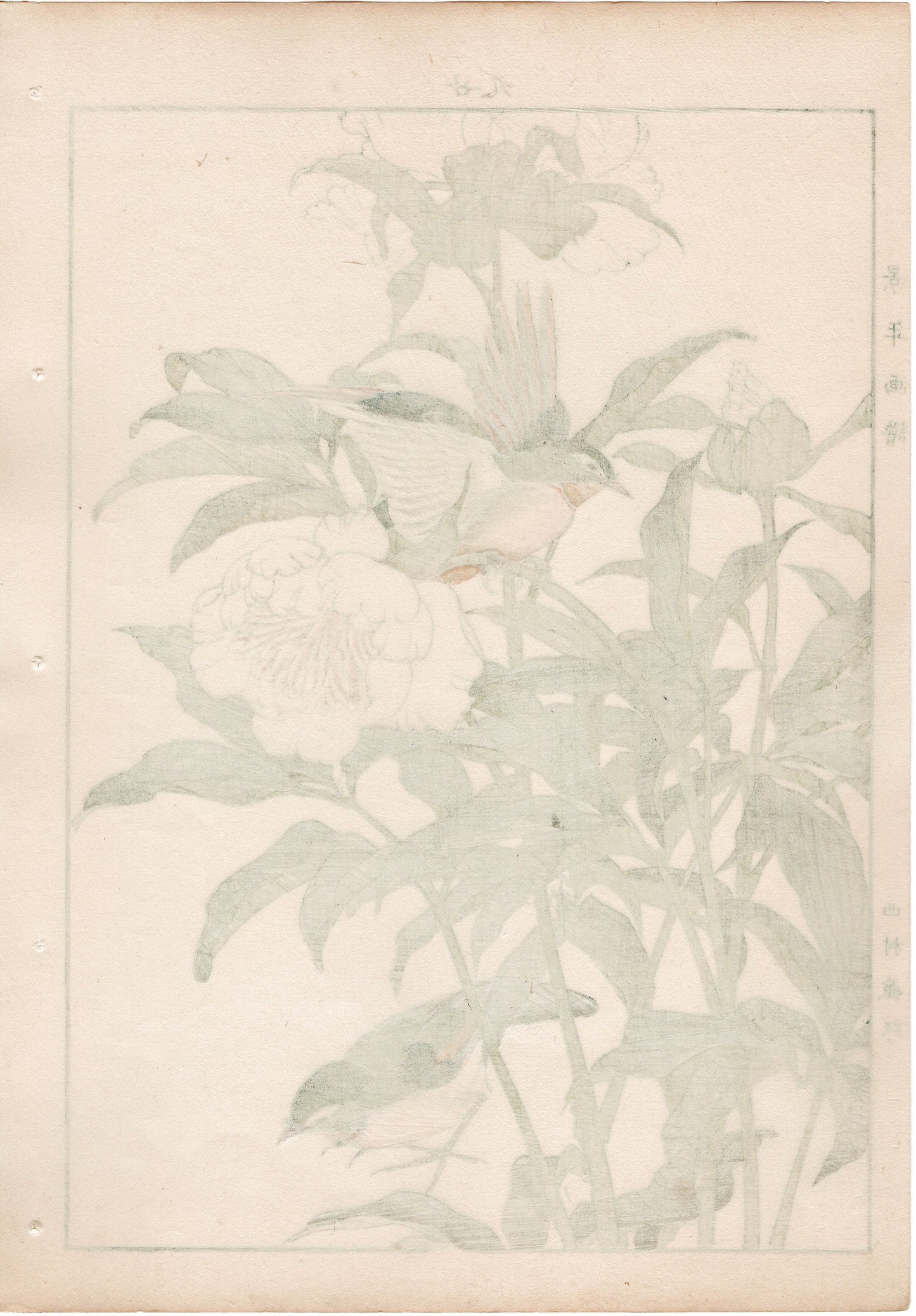 Japanese Antique Original Woodcut Print, 1892, Imao Keinen, "Chinese peony, Red-billed leiothrix"