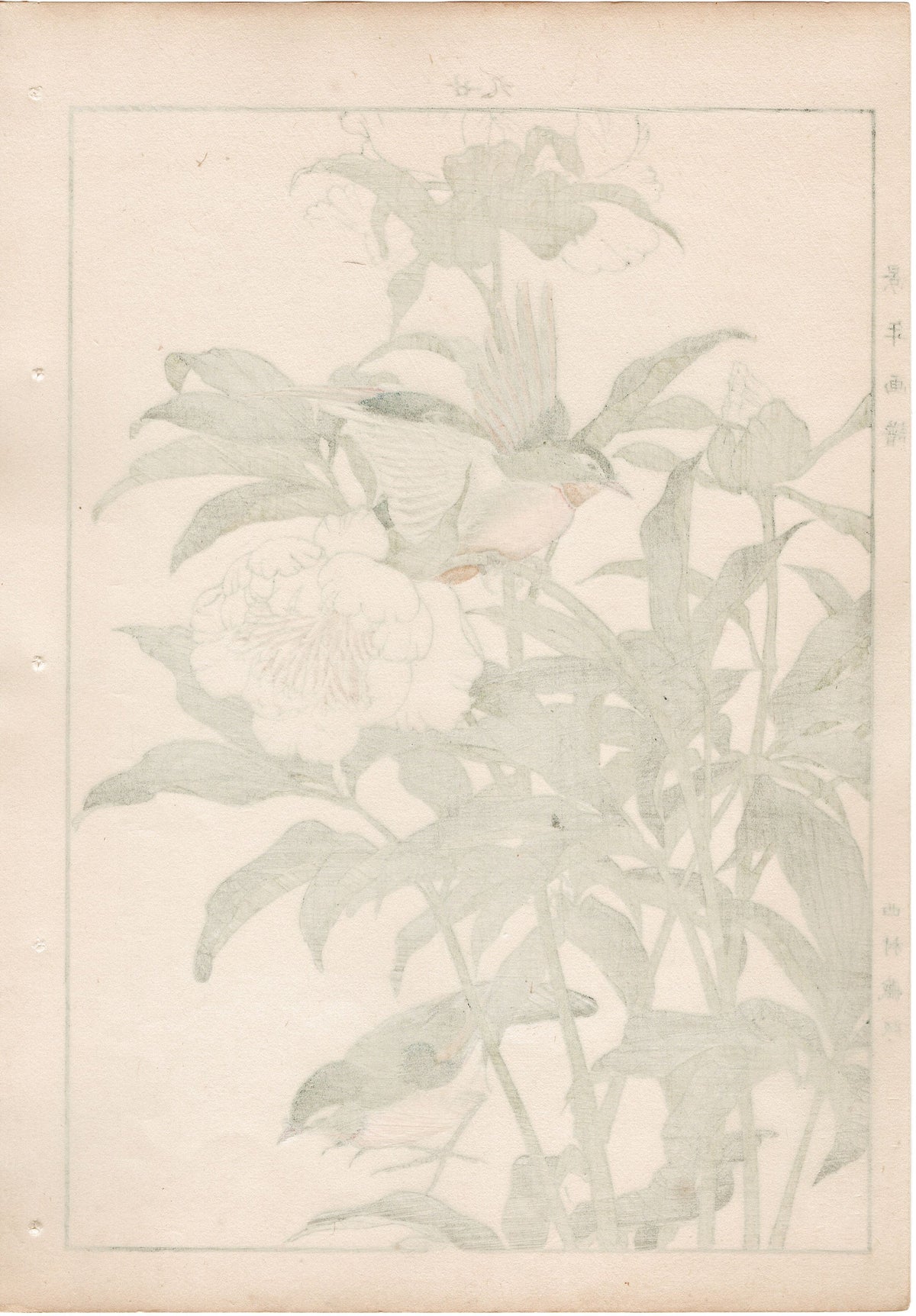 1892, Japanese Antique Original Woodblock Print, Imao Keinen, "Chinese peony, Red-billed leiothrix"
