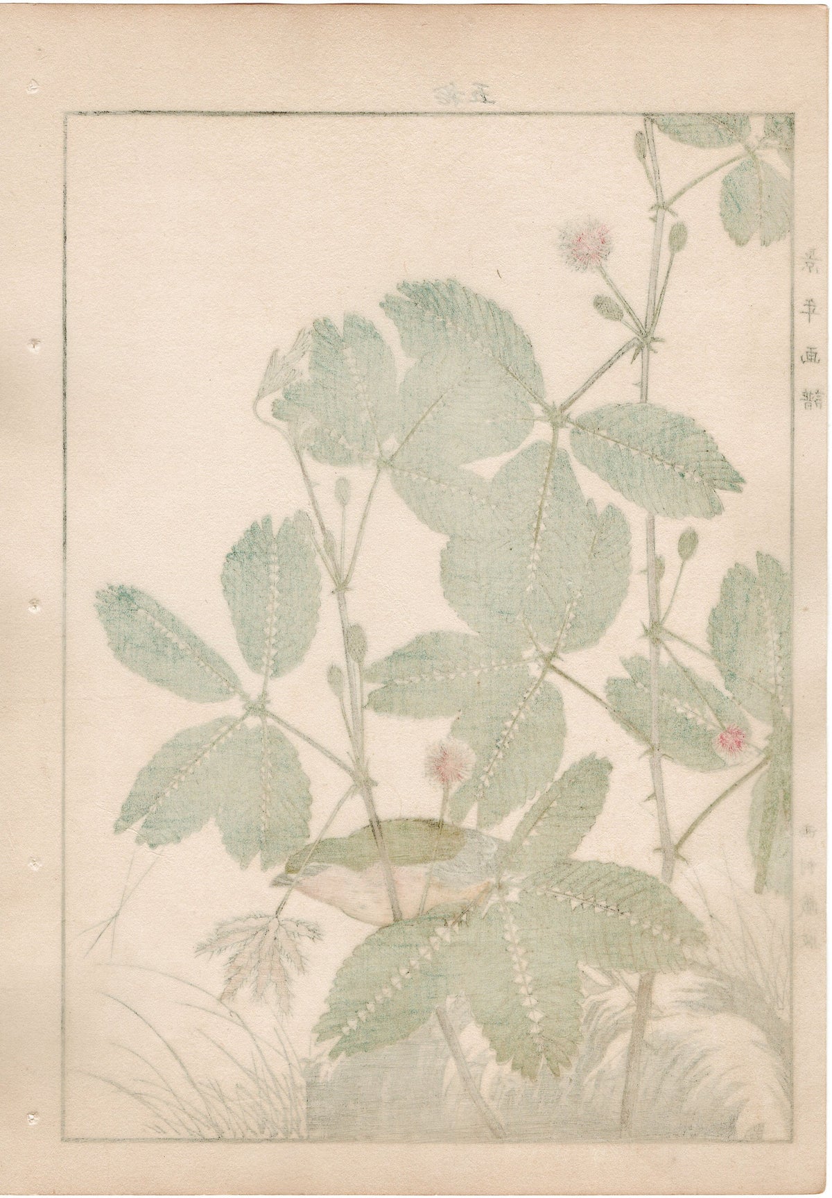 1892, Japanese Antique Original Woodblock Print, Imao Keinen, "Sensitive plant, Pin-tailed parrotfinch"