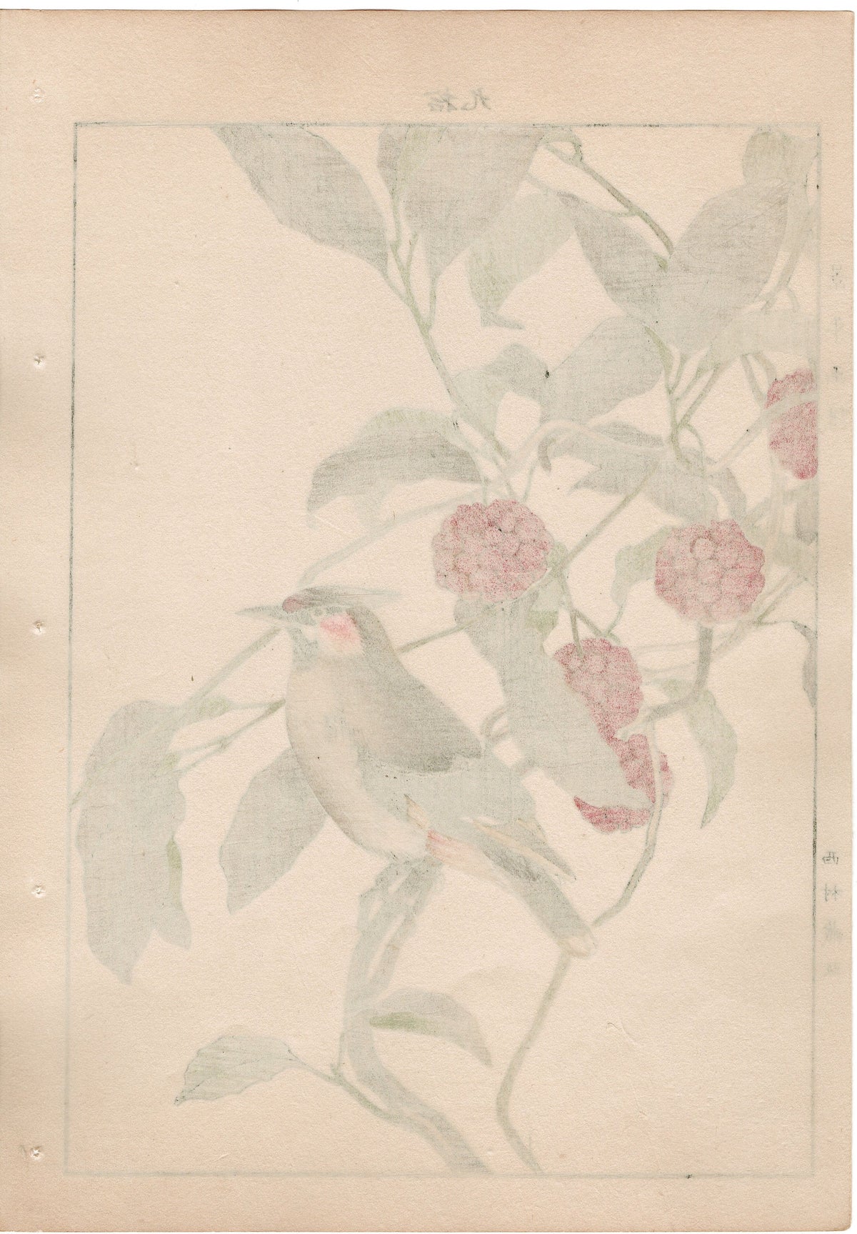 1892, Japanese Antique Original Woodblock Print, Imao Keinen, "Japanese kadsura, Bohemian waxwing"