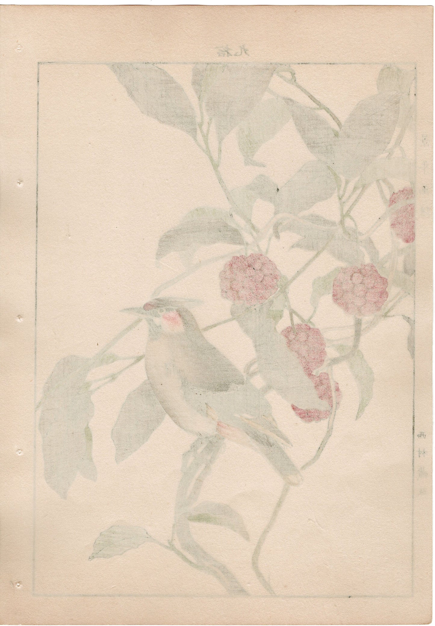 1892, Japanese Antique Original Woodblock Print, Imao Keinen, "Japanese kadsura, Bohemian waxwing"