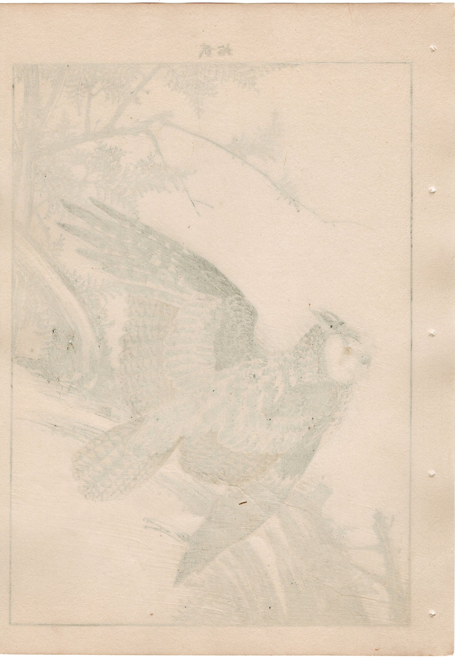 Japanese Antique Original Woodcut Print, 1892, Imao Keinen, "Hinoki cypress, Horned owl"