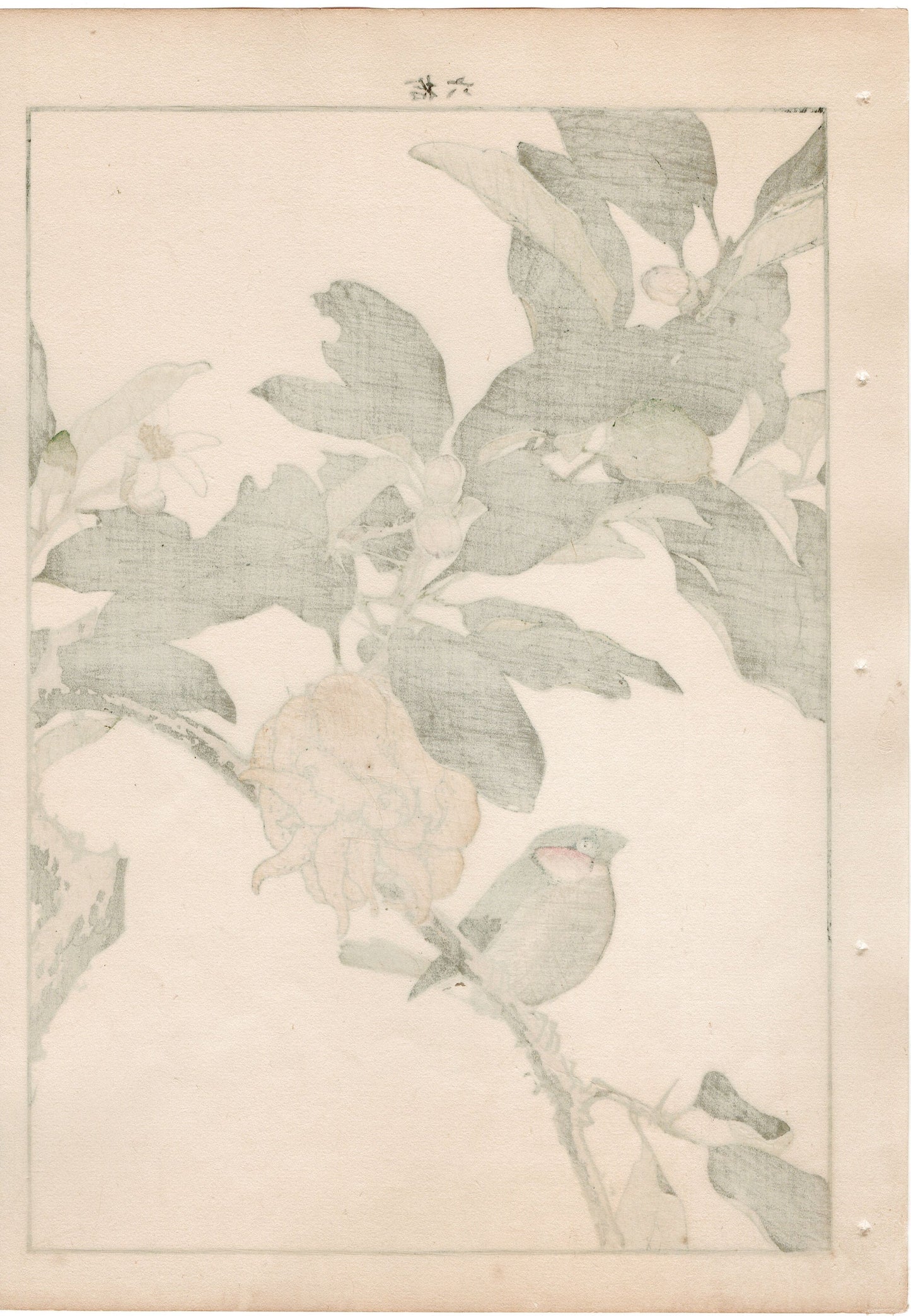 1892, Japanese Antique Original Woodblock Print, Imao Keinen, "Buddha's hand, Eurasian bullfinch"