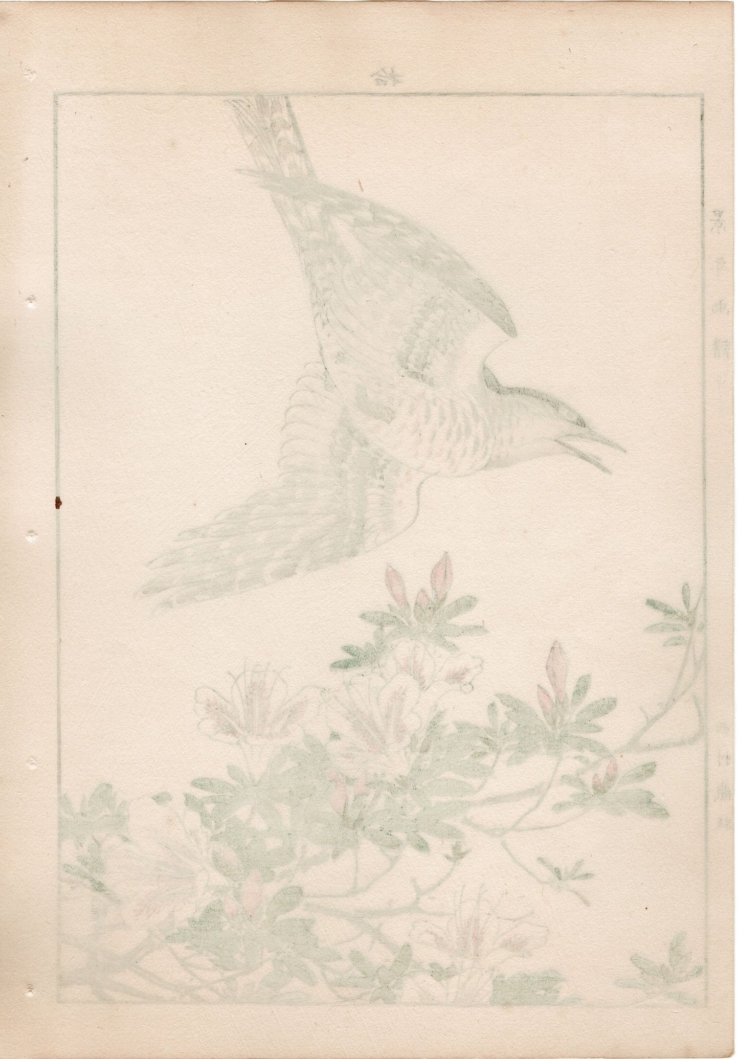 1892, Japanese Antique Original Woodblock Print, Imao Keinen, "Rhododendron, Lesser Cuckoo"