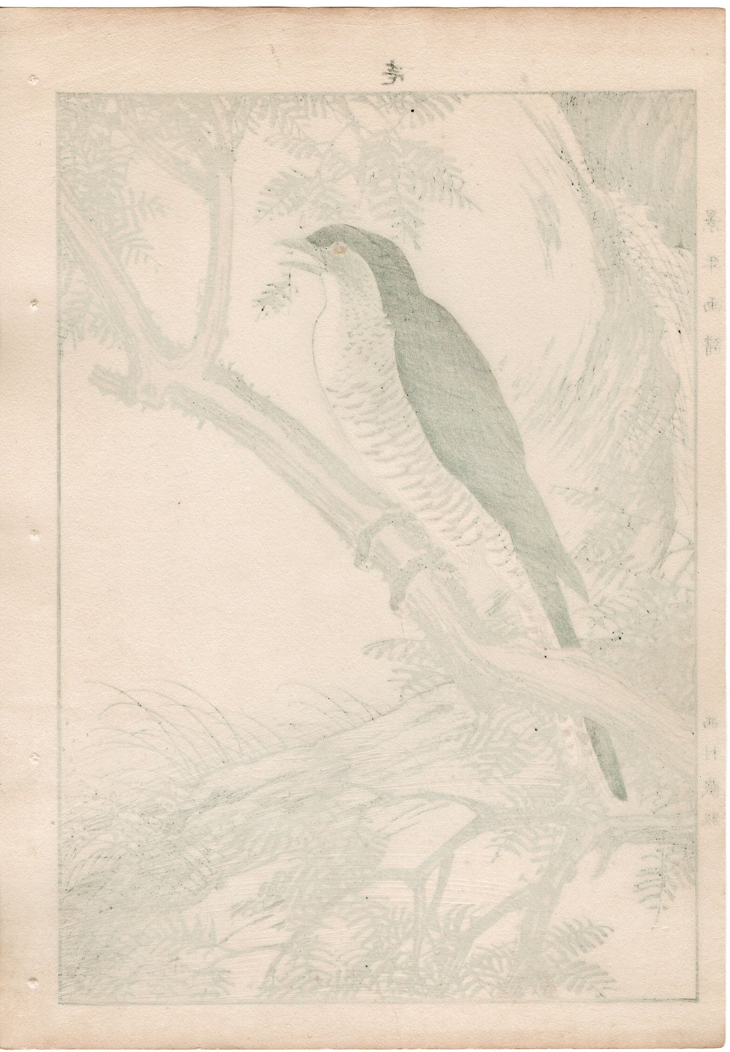 1892, Japanese Antique Original Woodblock Print, Imao Keinen, " Fir, Common cuckoo "
