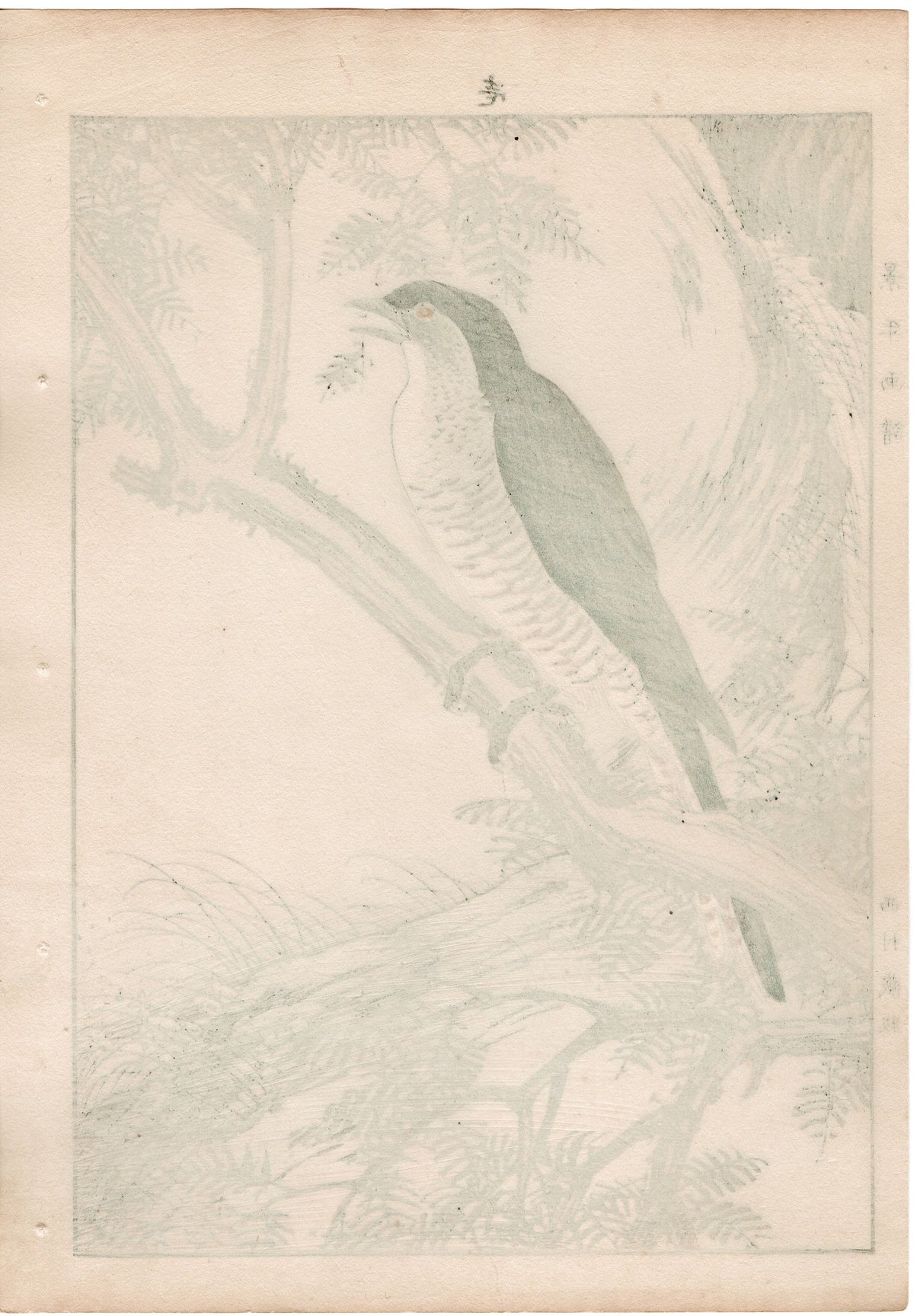 1892, Japanese Antique Original Woodblock Print, Imao Keinen, " Fir, Common cuckoo "