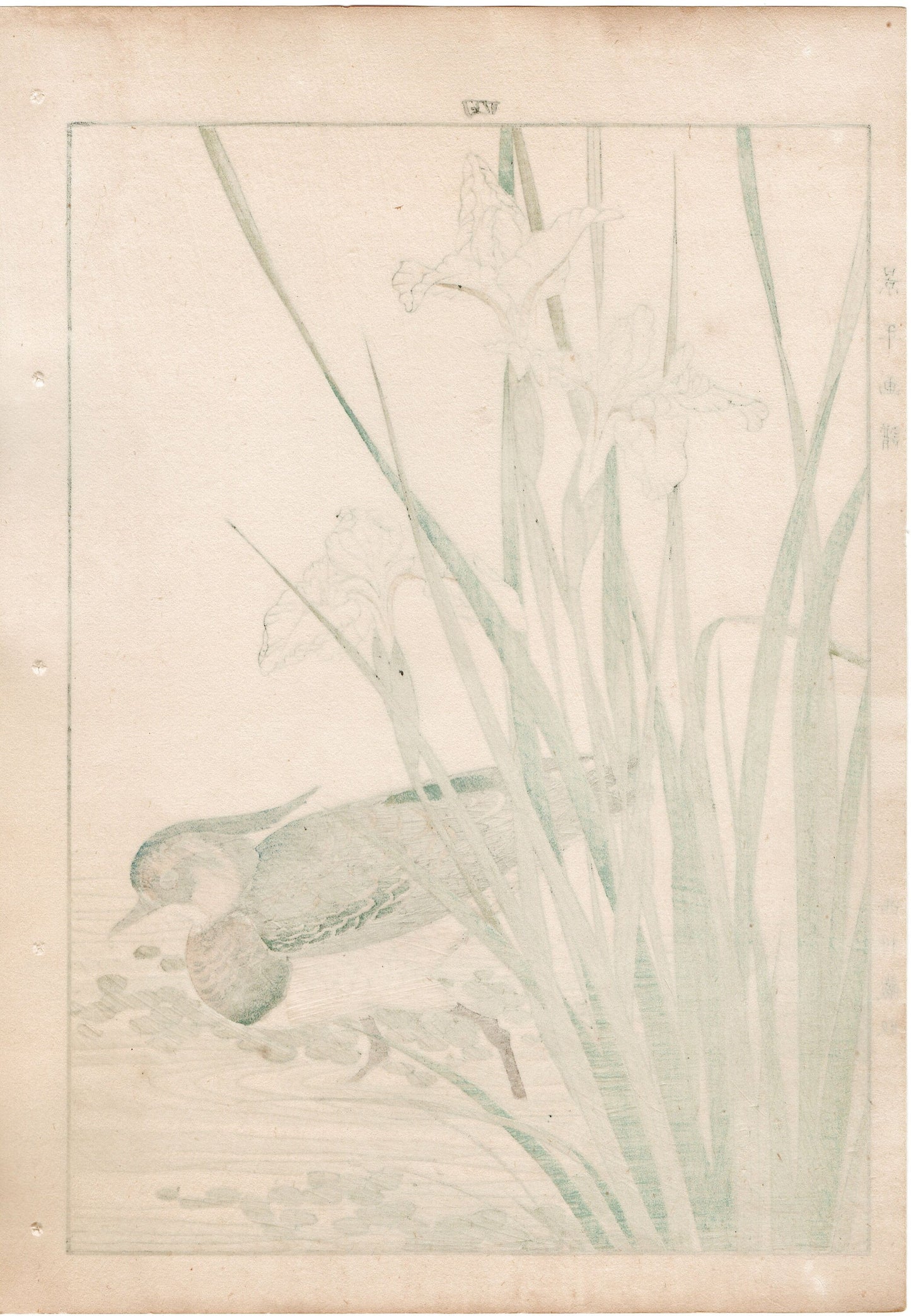 1892, Japanese Antique Original Woodblock Print, Imao Keinen, "Iris, Northern lapwing"