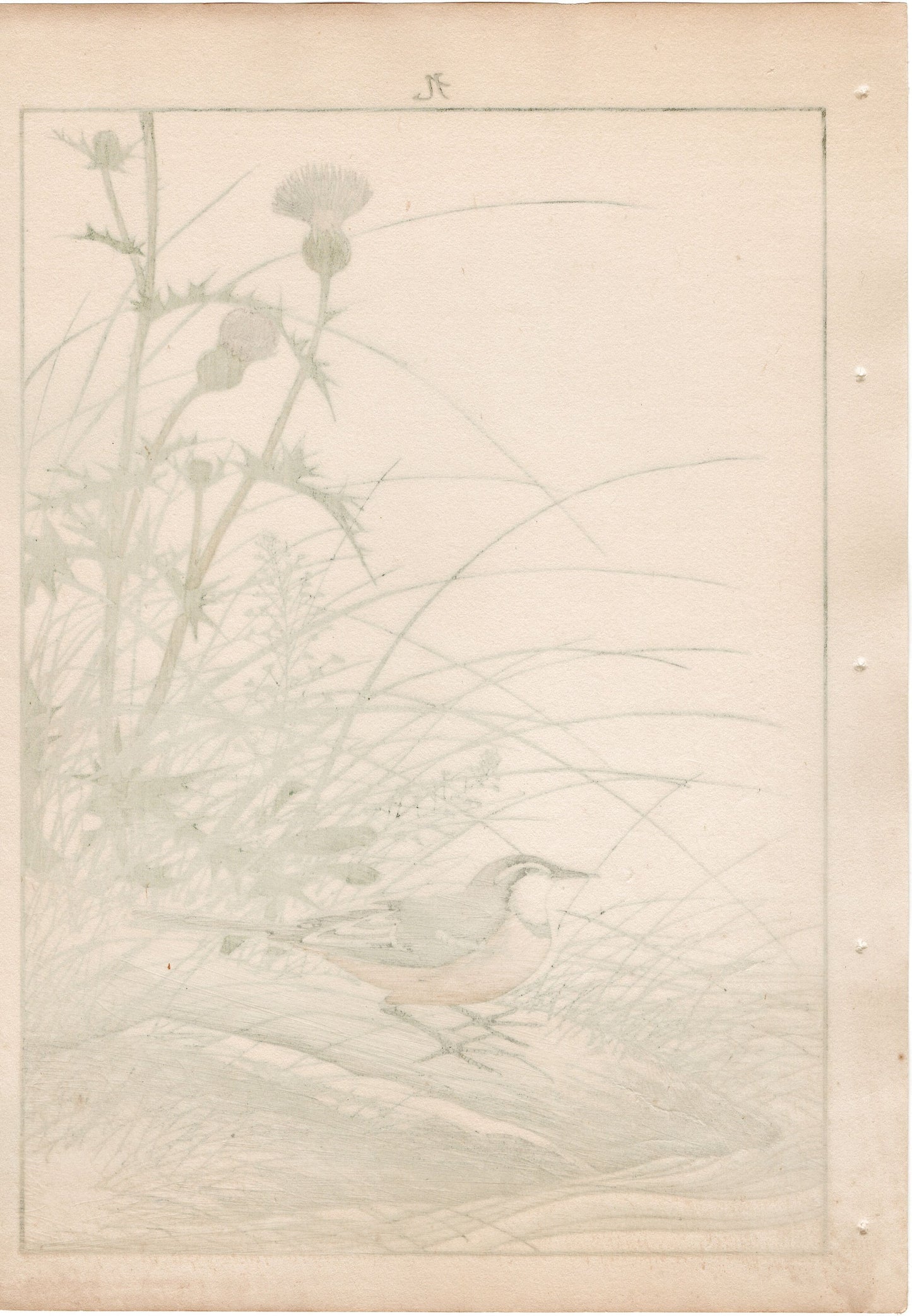 1892, Japanese Antique Original Woodblock Print, Imao Keinen, "Japanese thistle, Grey Wagtail"