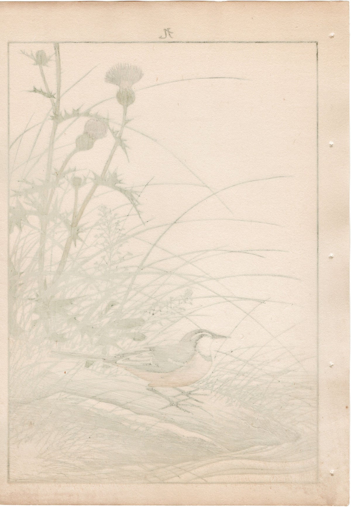 1892, Japanese Antique Original Woodblock Print, Imao Keinen, "Japanese thistle, Grey Wagtail"