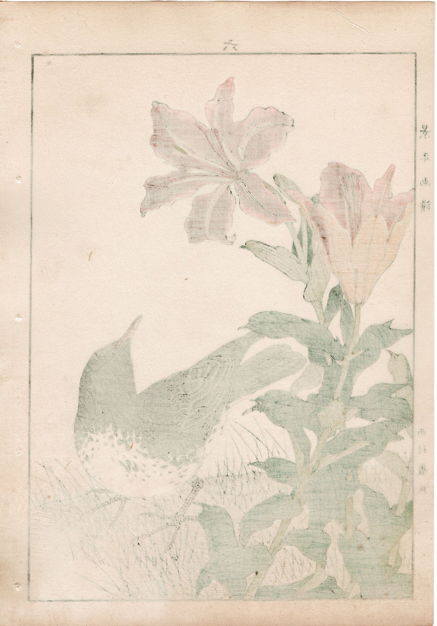 1892, Japanese Antique Original Woodblock Print, Imao Keinen, "Star lily, Japanese Thrush"