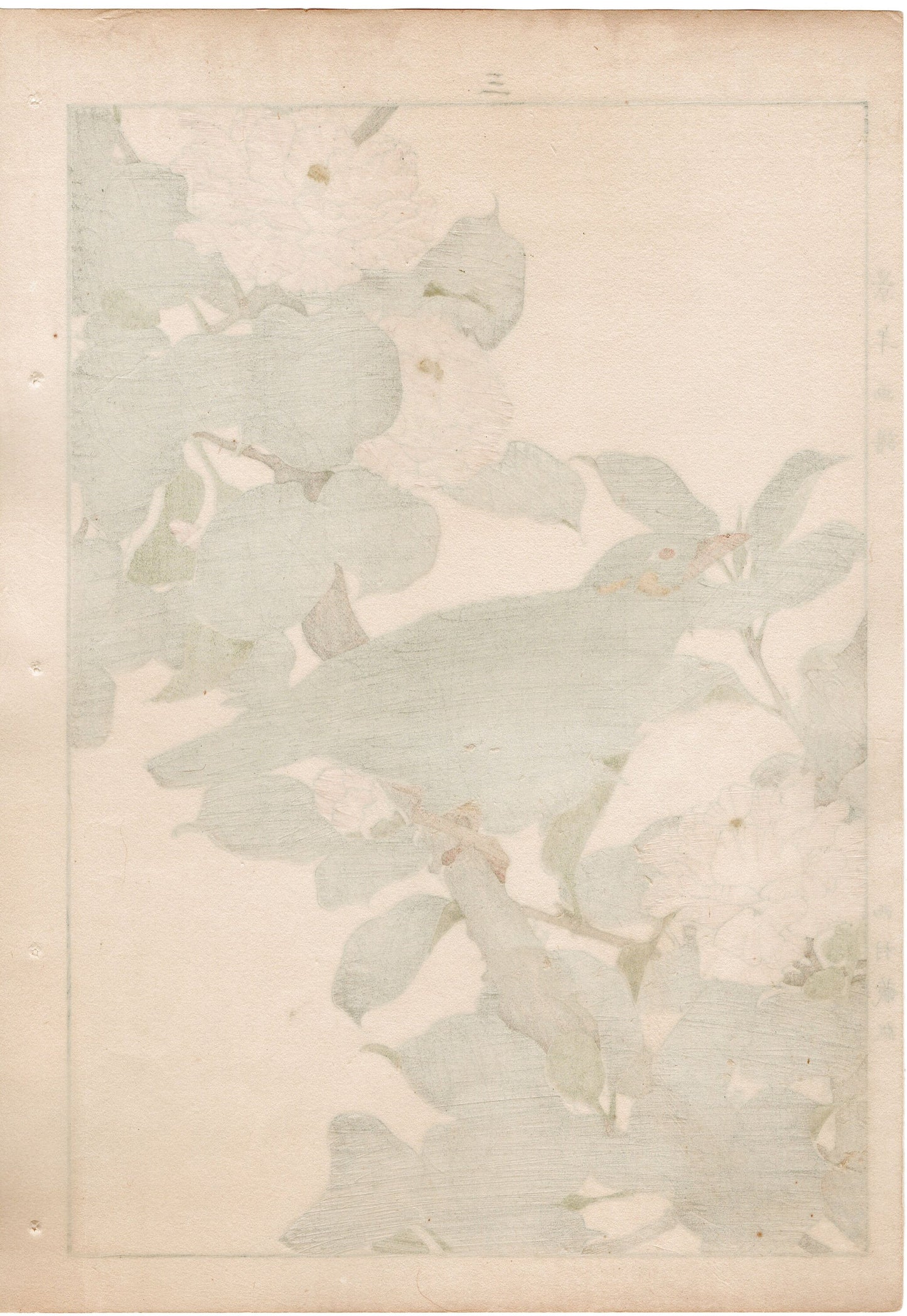 Japanese Antique Original Woodcut Print, 1892, Imao Keinen, " Camellia (Yae Tsubaki), Hill myna (Kyukancho) "