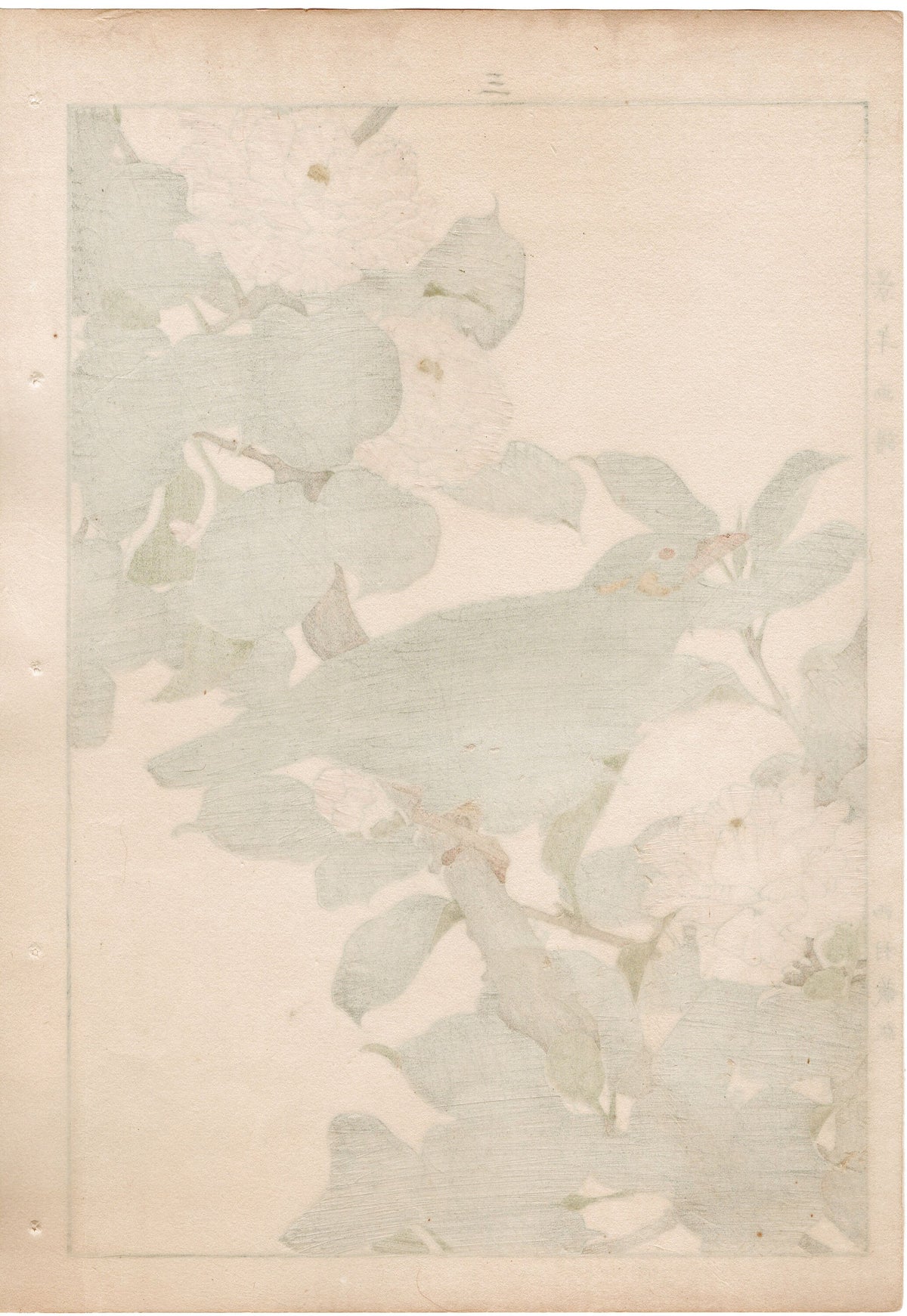 1892, Japanese Antique Original Woodblock Print, Imao Keinen, " Camellia (Yae Tsubaki), Hill myna (Kyukancho) "