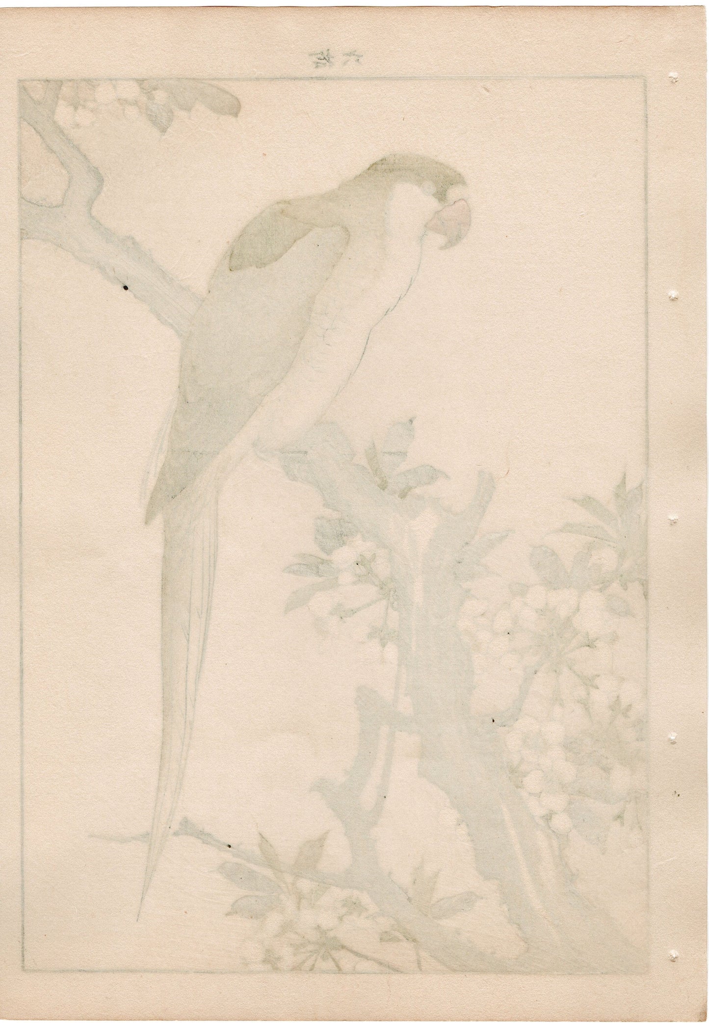 1892, Japanese Antique Original Woodblock Print, Imao Keinen, " Japanese plum (Sumomo-no-Hana), Red-breasted Parakeet (Darumainko) "
