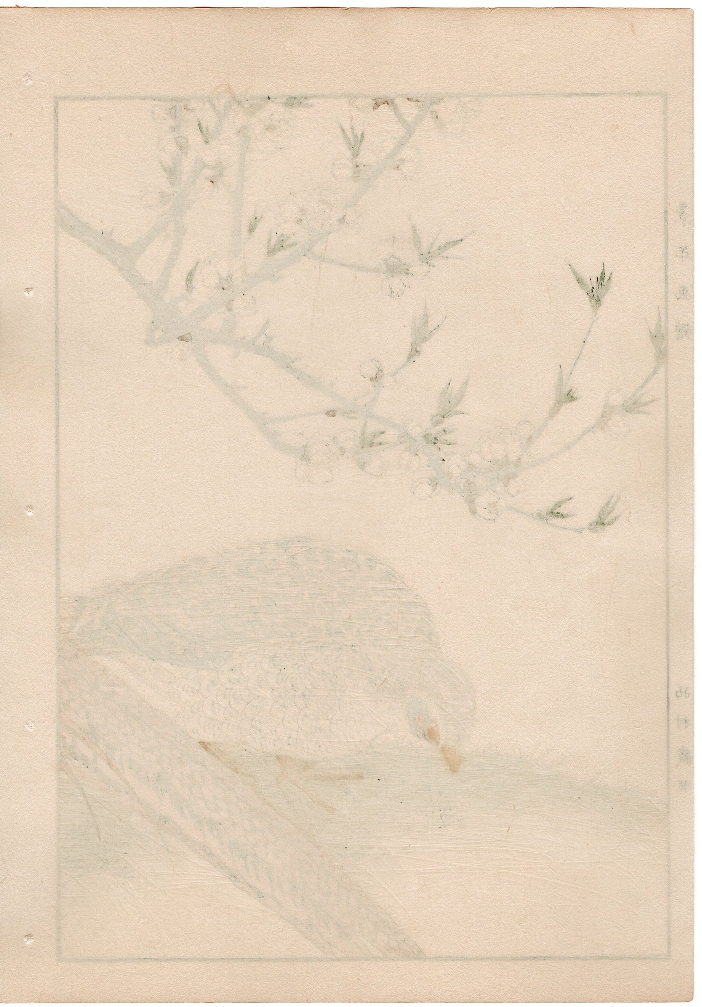 Japanese Antique Original Woodcut Print, 1892, Imao Keinen, " Yaemomo, Golden Pheasant (Kinkei) "