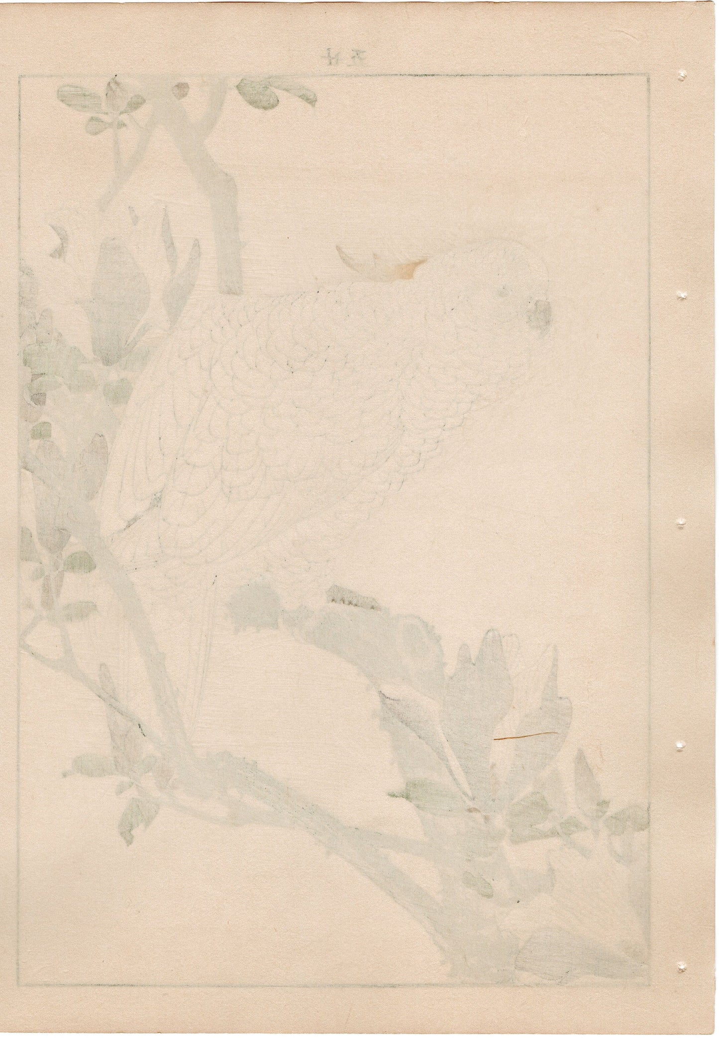 1892, Japanese Antique Original Woodblock Print, mao Keinen, " Lily Magnolia (Shimokuren), Yellow-crested Cockatoo (Kobatan) "