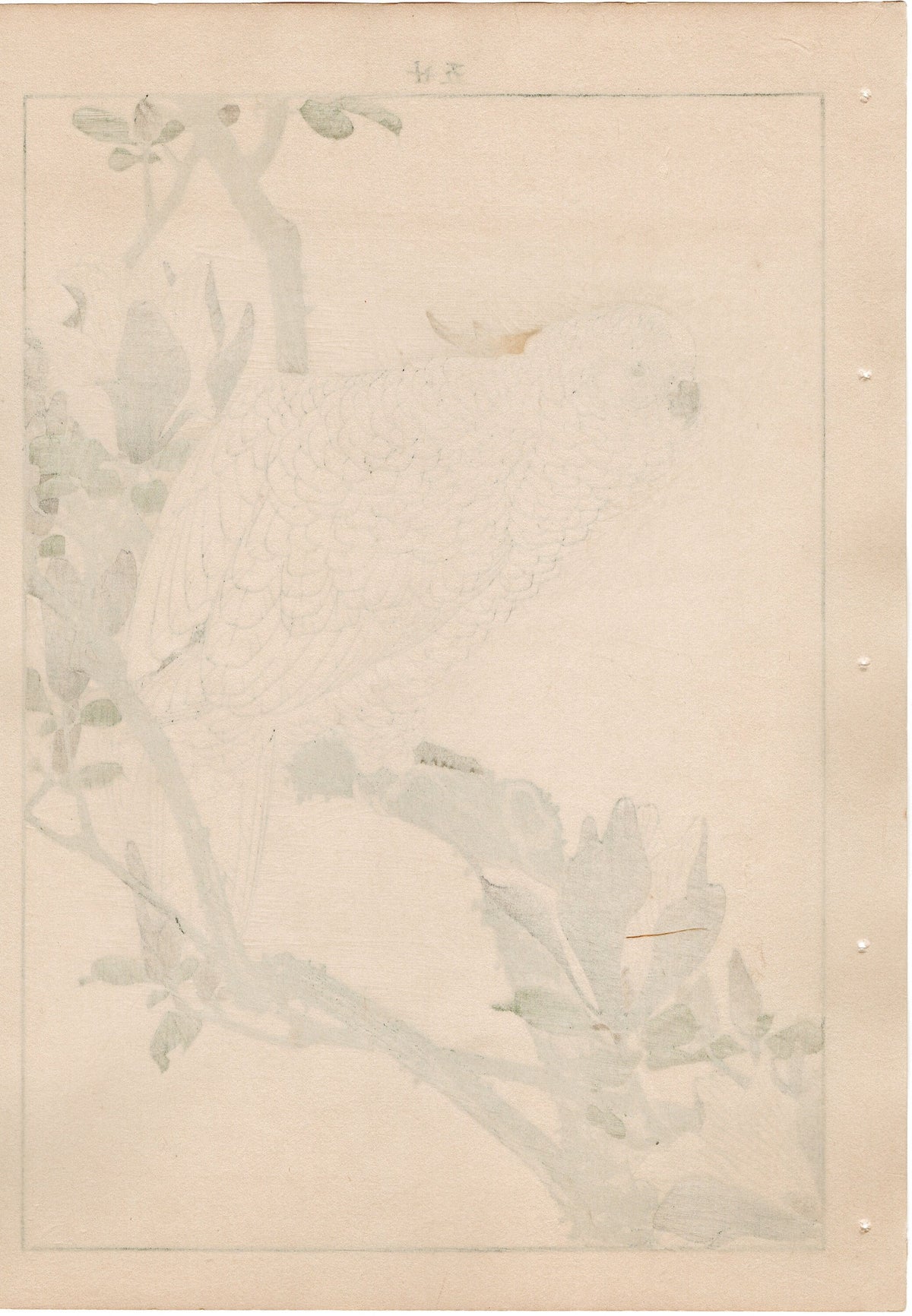 1892, Japanese Antique Original Woodblock Print, mao Keinen, " Lily Magnolia (Shimokuren), Yellow-crested Cockatoo (Kobatan) "